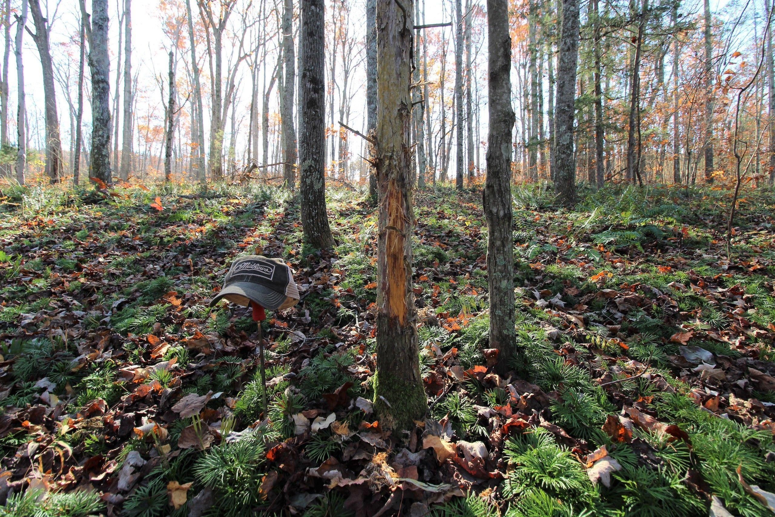 Peebles, Adams County, OH Recreational Property, Timberland Property, Hunting Property for sale