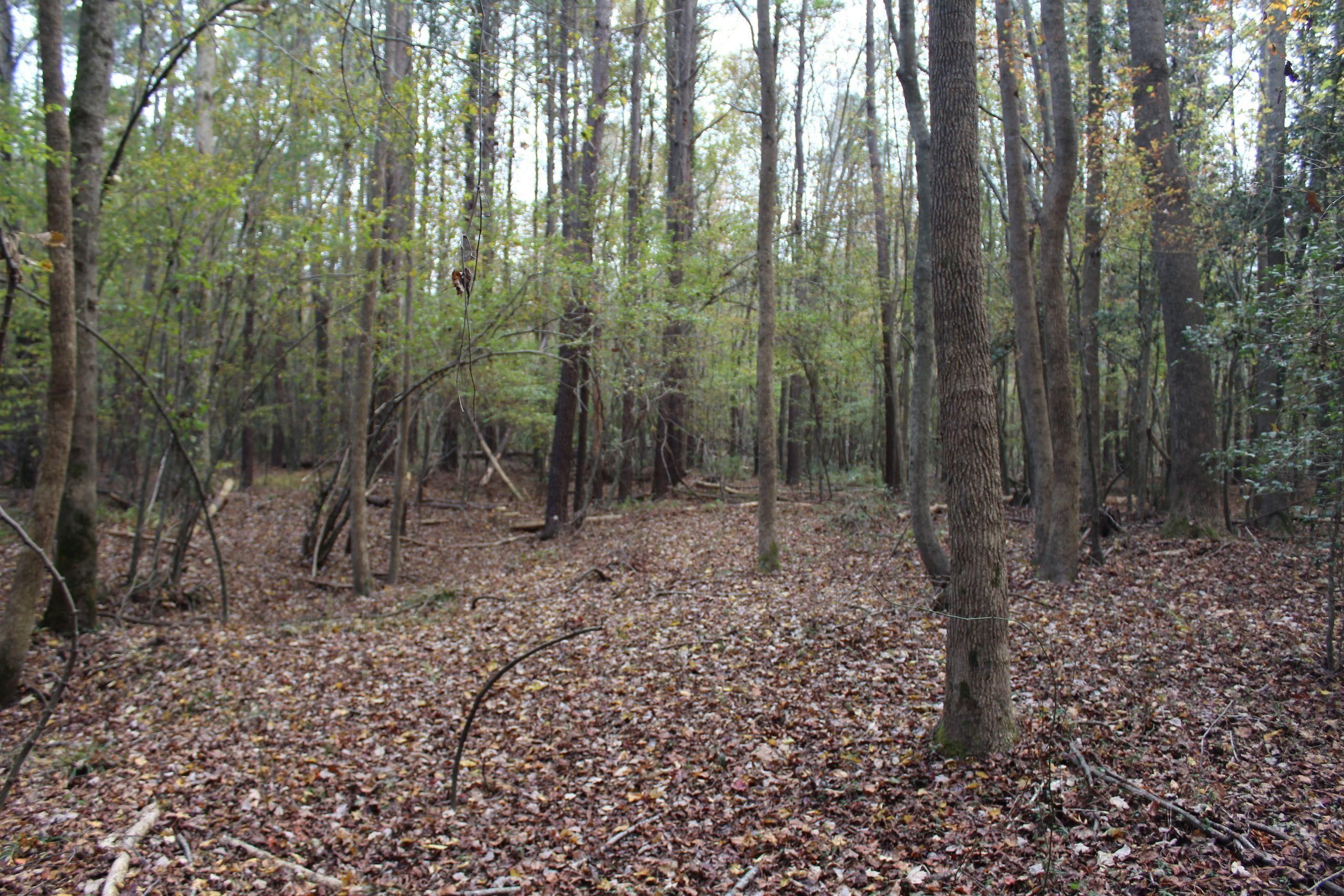 Great Swamp Loop, LotWP03, Lucama, NC 27851 LandWatch