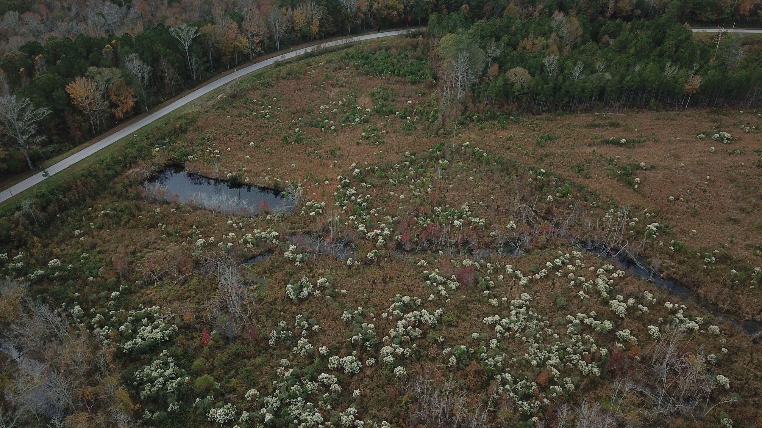 Lucama, Wilson County, NC Recreational Property, Timberland Property, Hunting Property for sale