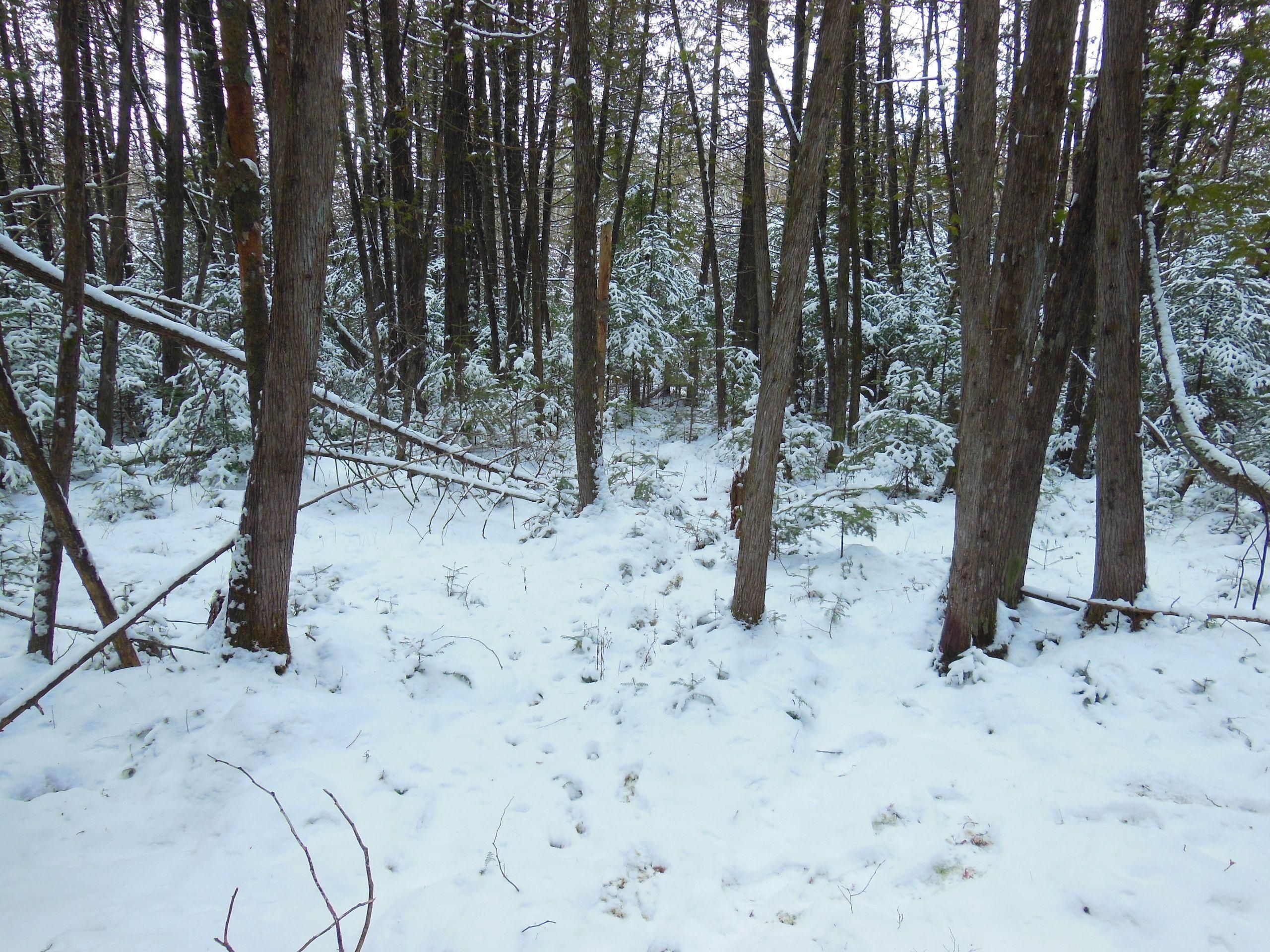 Hatley, Marathon County, WI Recreational Property, Hunting Property for