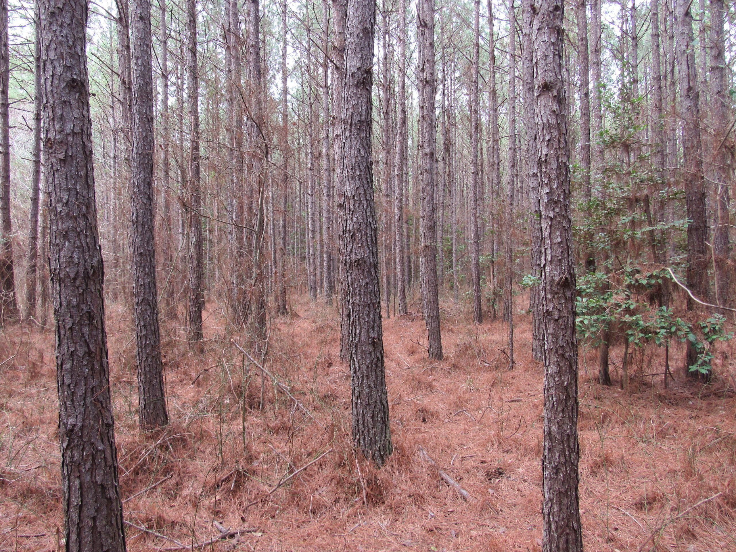 Carthage, Dallas County, AR Recreational Property, Hunting Property for
