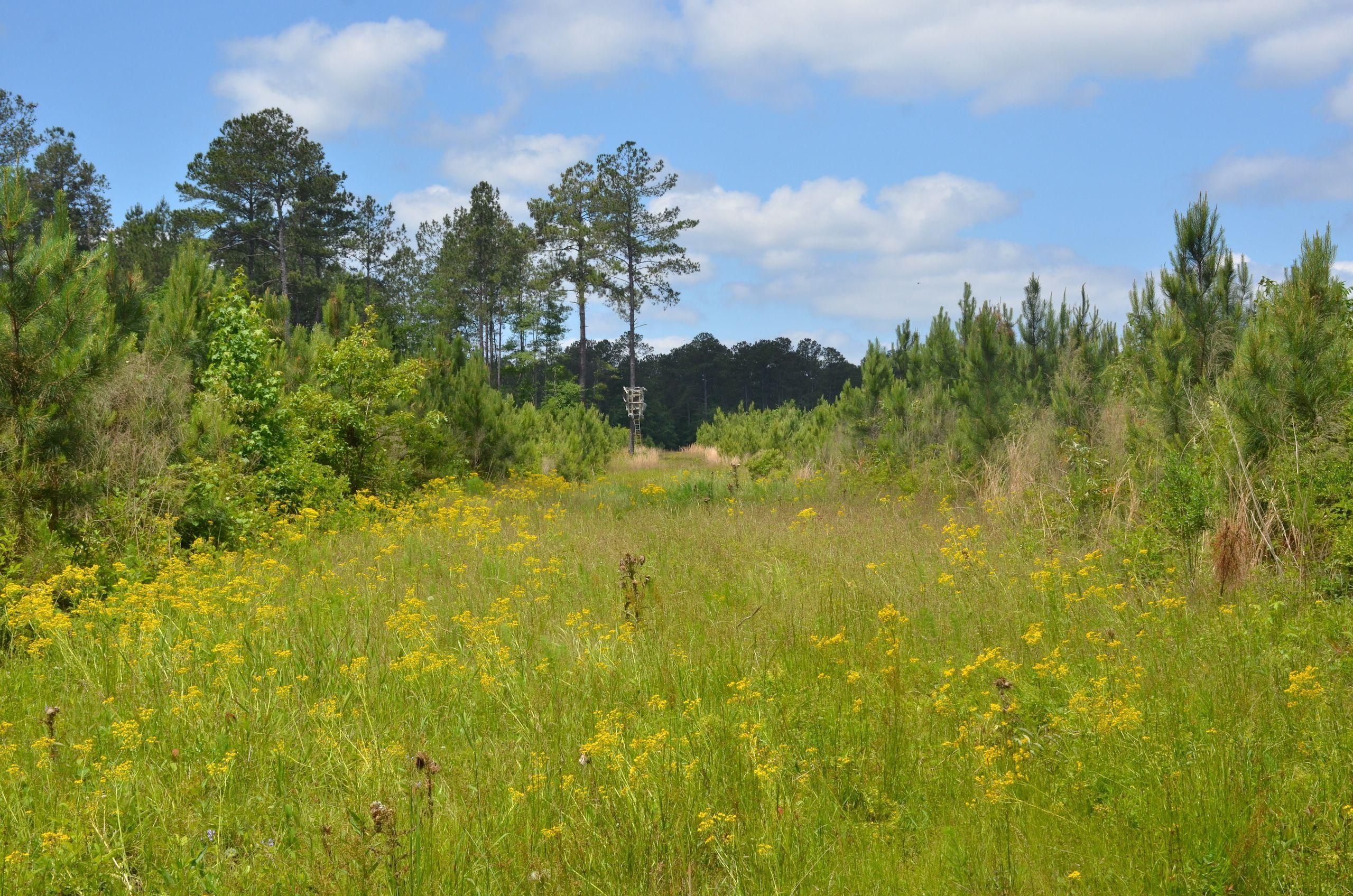 Summit, Amite County, MS Recreational Property, Timberland Property