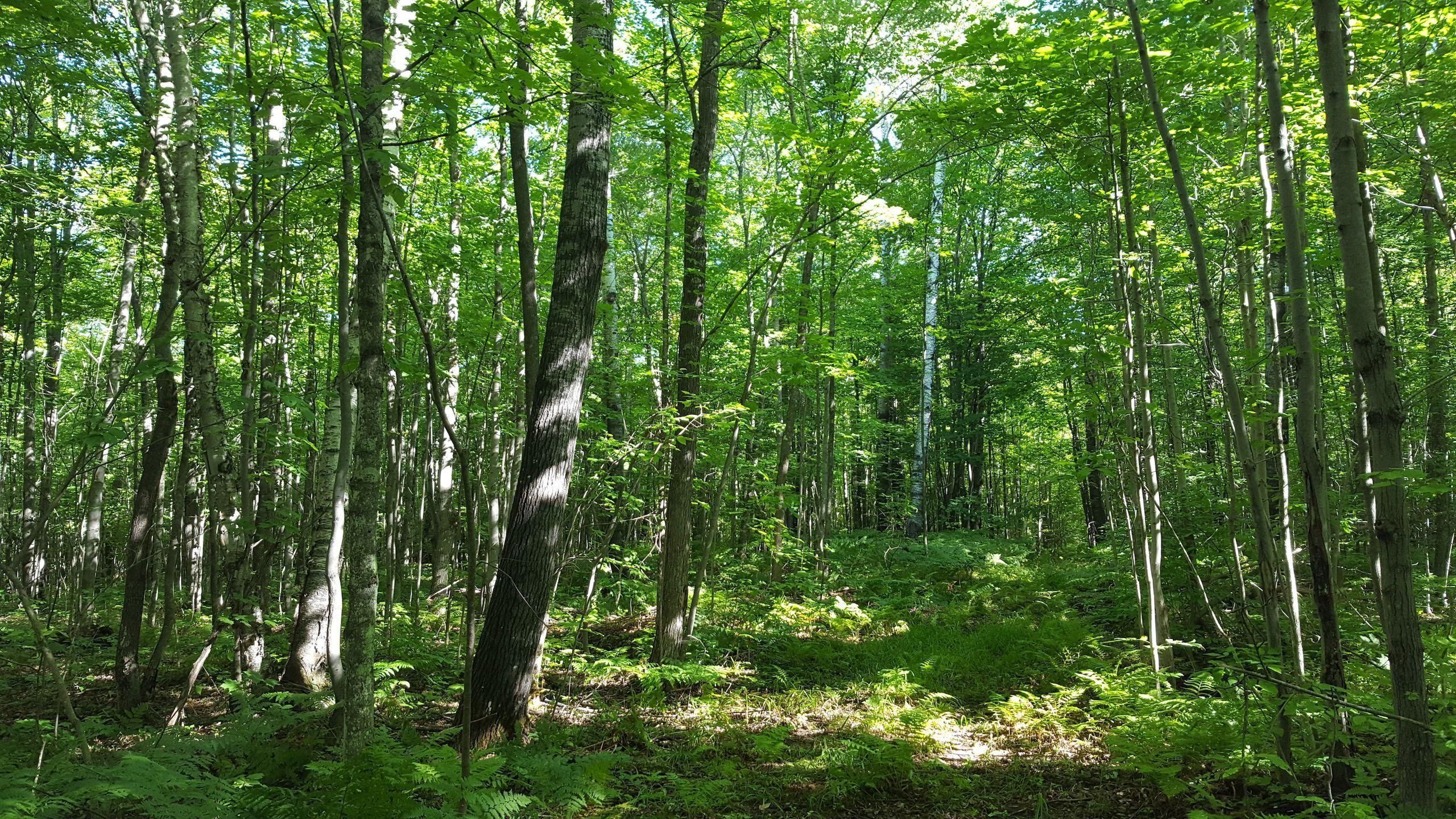 Saxon, Iron County, WI Recreational Property, Hunting Property for sale