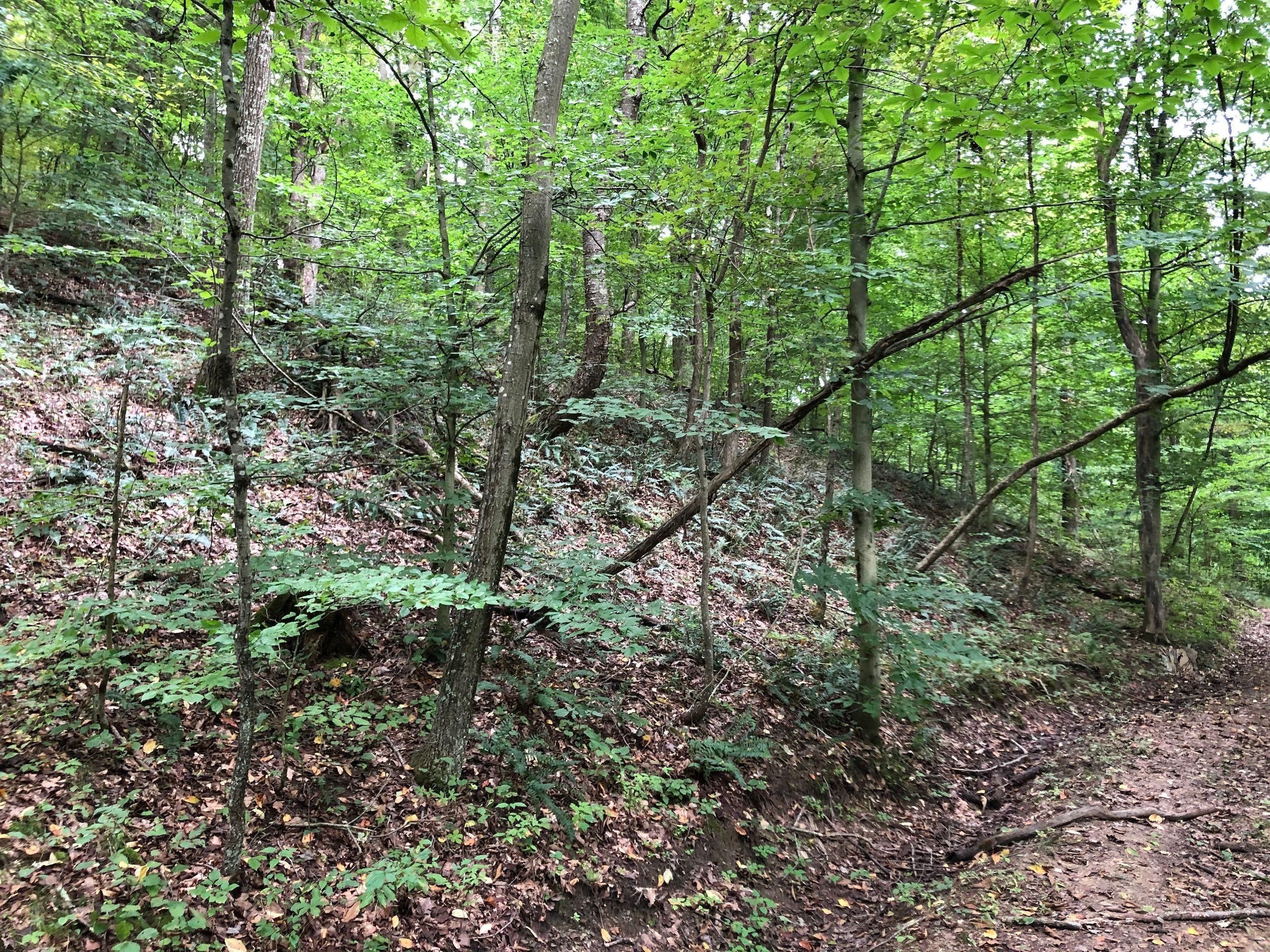 New Concord, Muskingum County, OH Recreational Property, Timberland