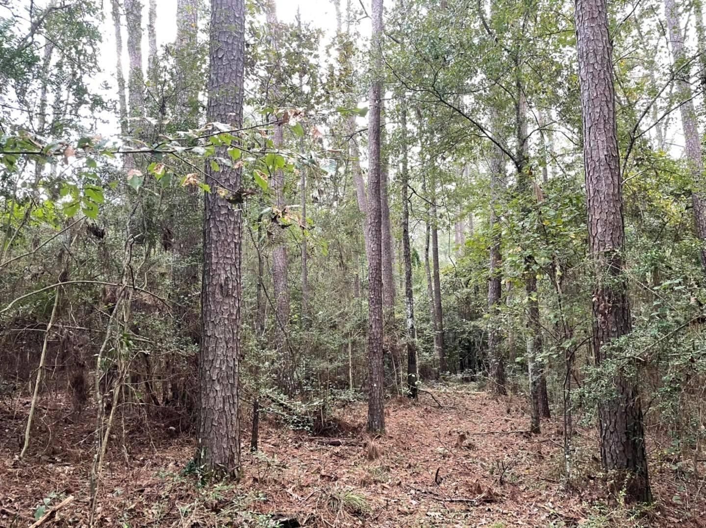 Tylertown, Walthall County, MS Recreational Property, Timberland