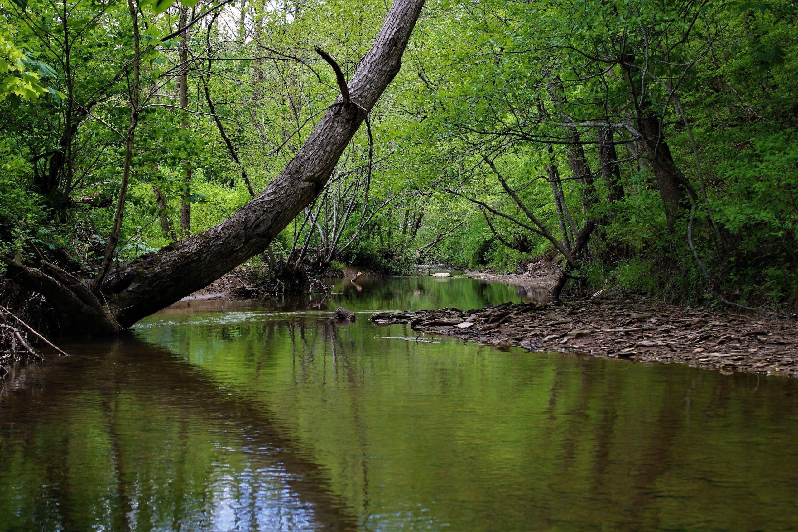 Blaine, Lawrence County, KY Recreational Property, Timberland Property, Hunting Property for