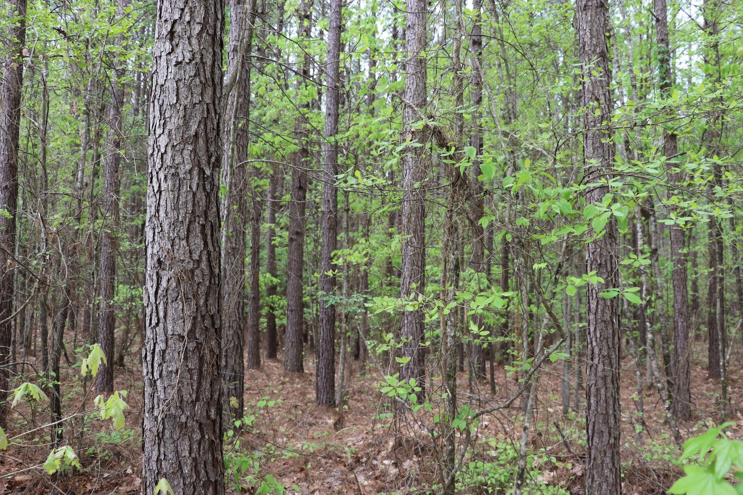 Coffeeville, Grenada County, MS Recreational Property, Timberland