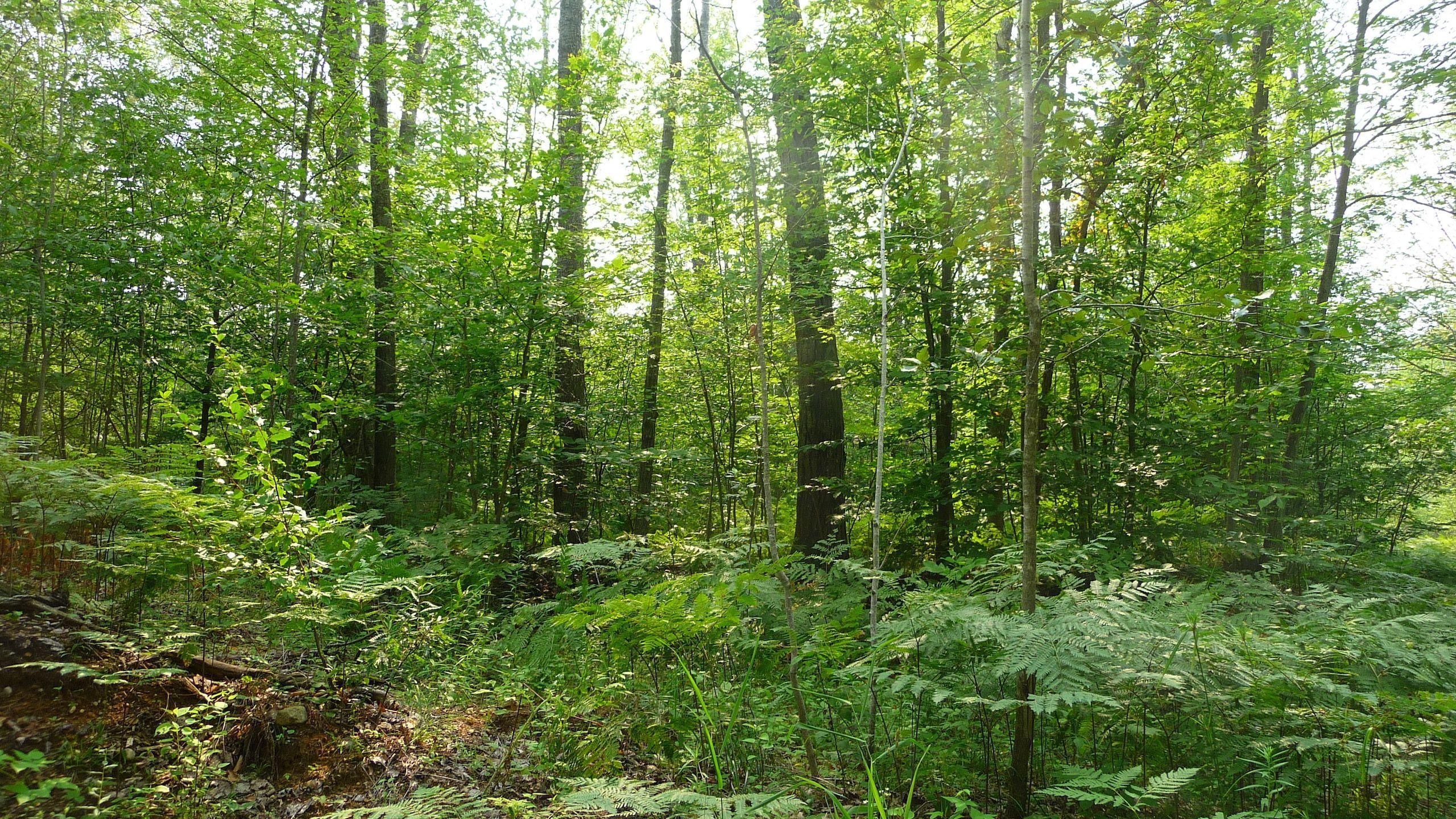 Harrison, Clare County, MI Recreational Property, Timberland Property