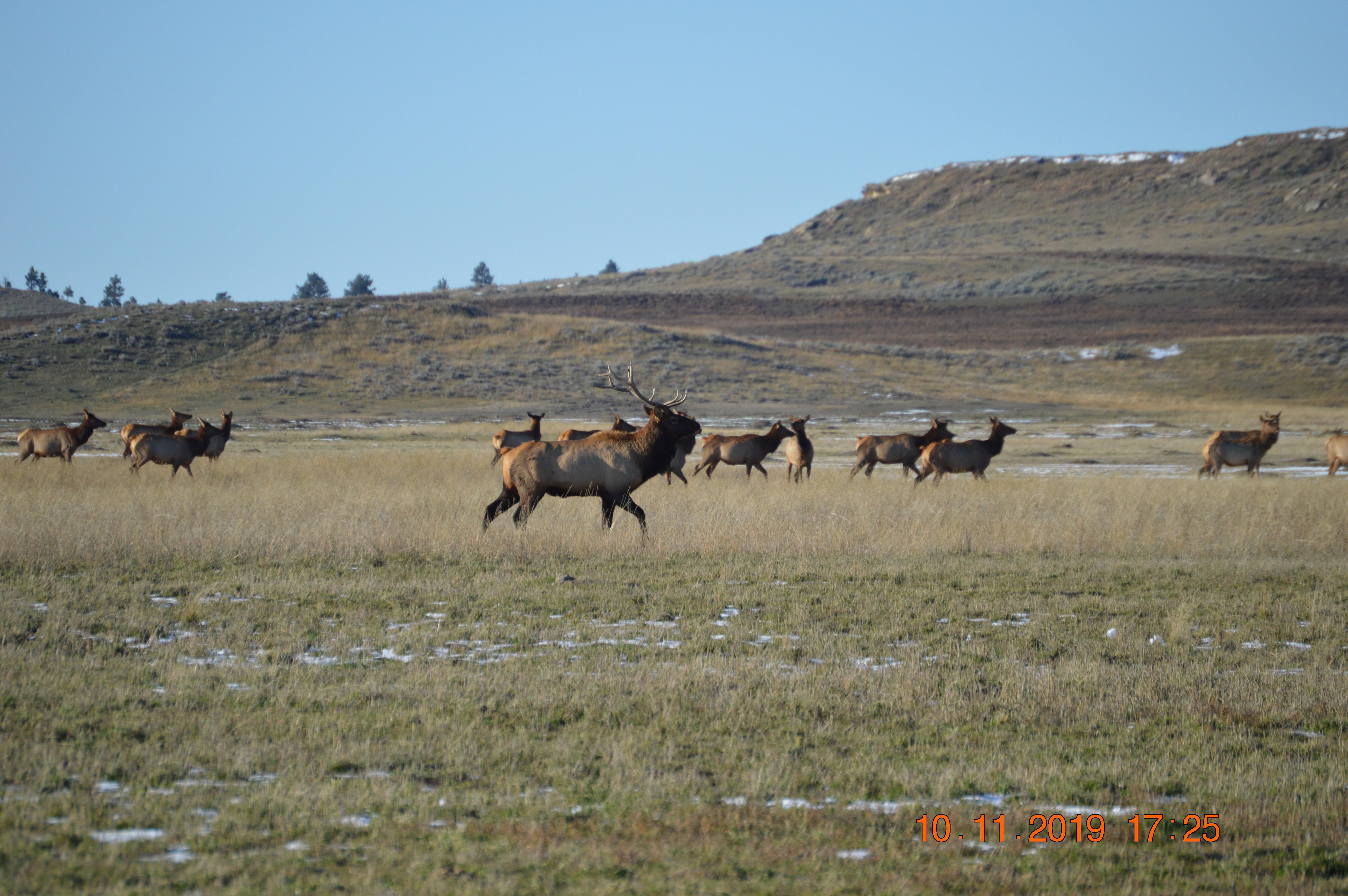 Valentine, Fergus County, MT Farms and Ranches, Hunting Property, House