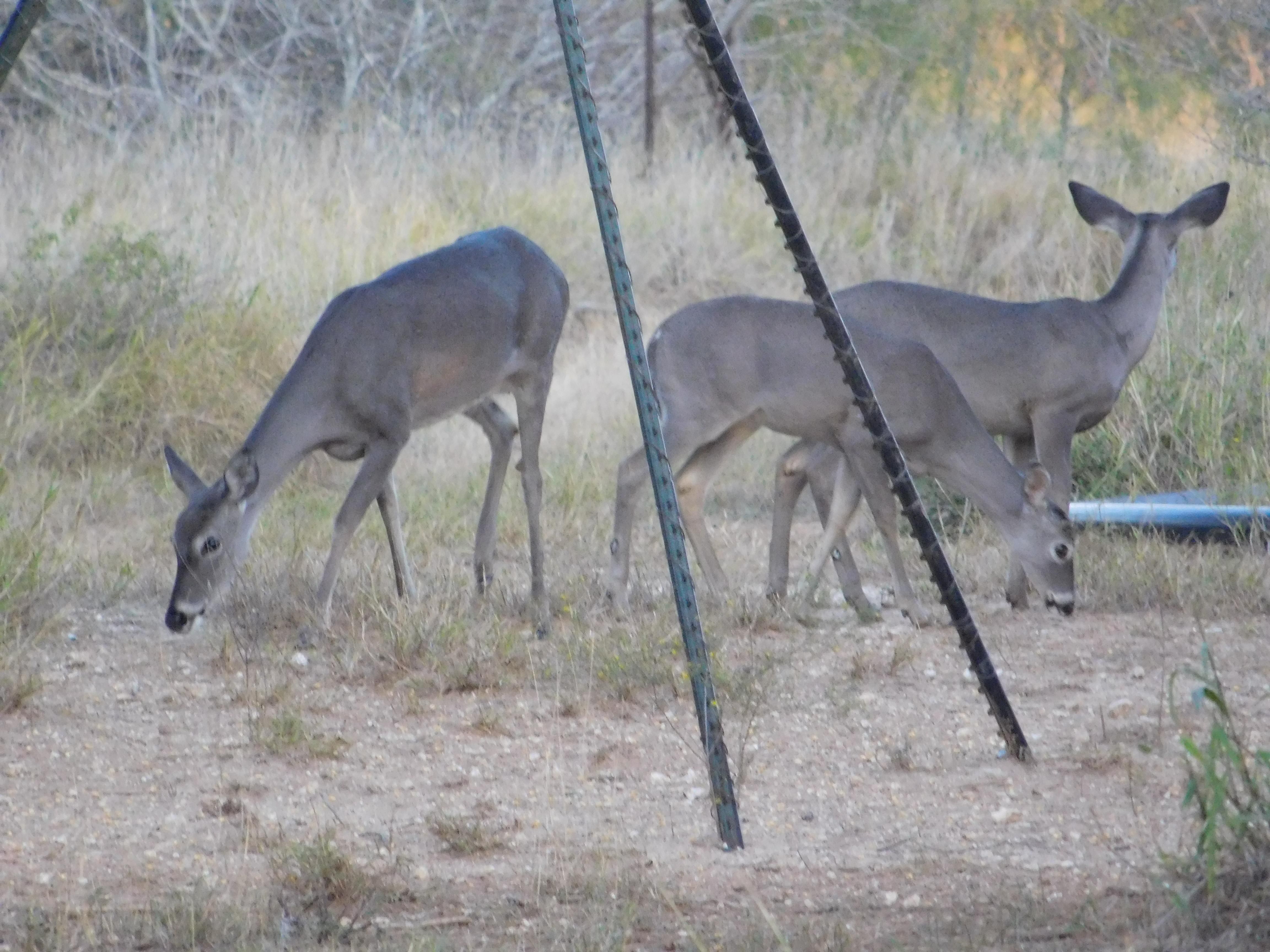 San Isidro, Starr County, TX Farms and Ranches, Hunting Property for