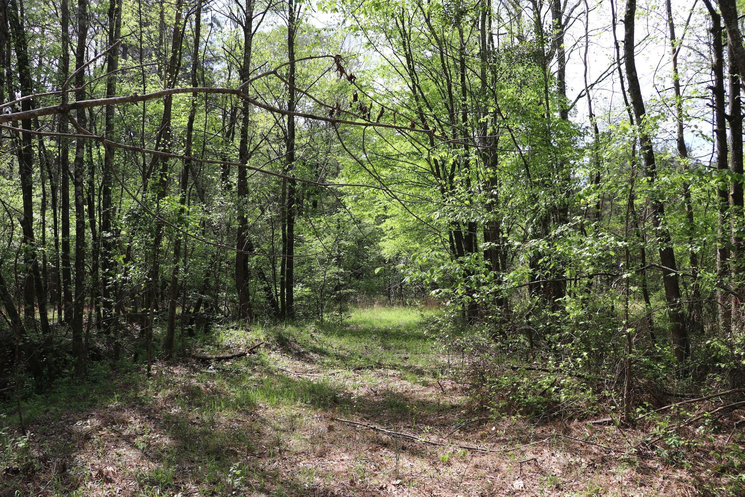 Big Creek, Calhoun County, MS Recreational Property, Timberland