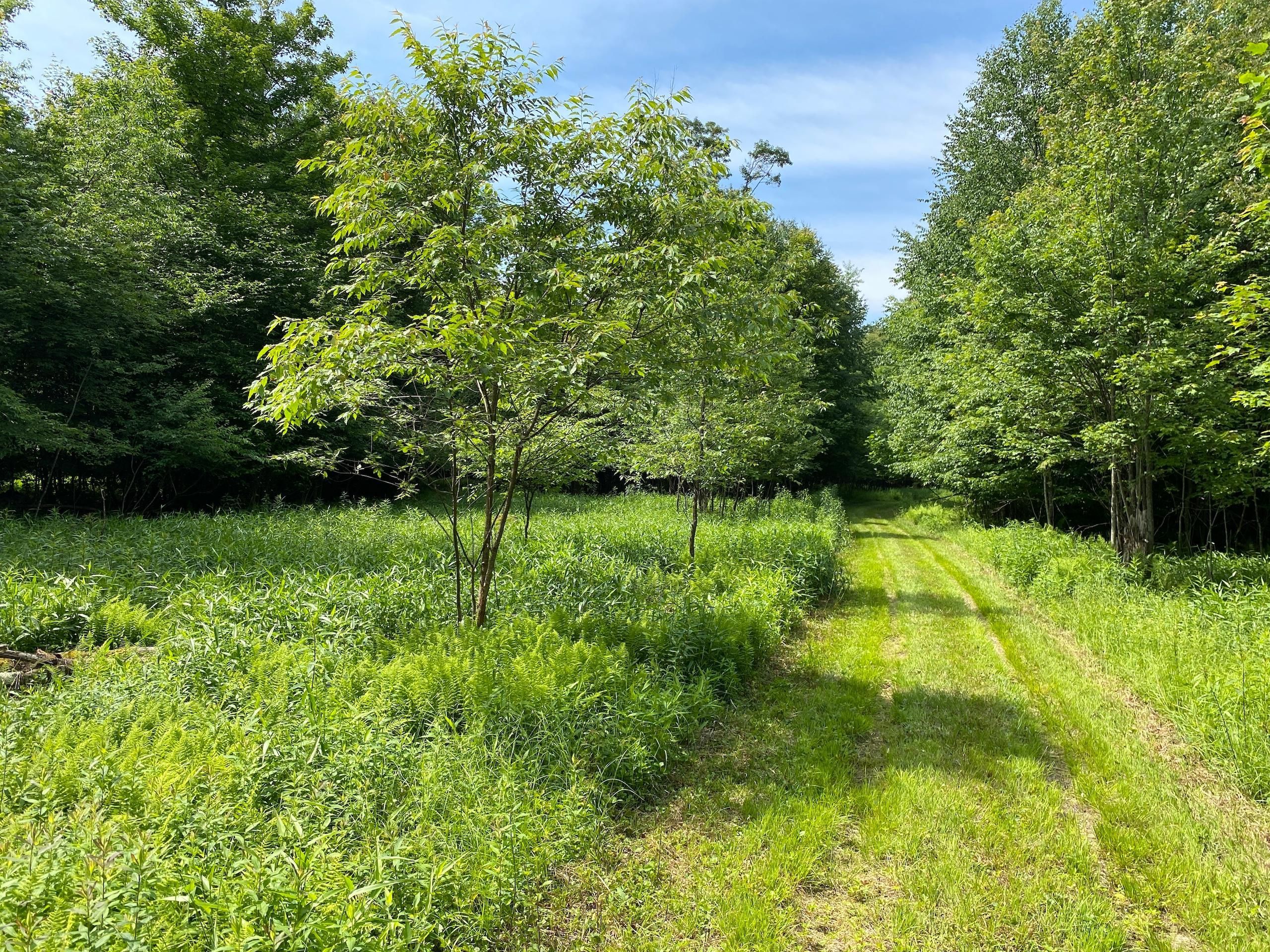 Marienville, Forest County, PA Recreational Property, Timberland