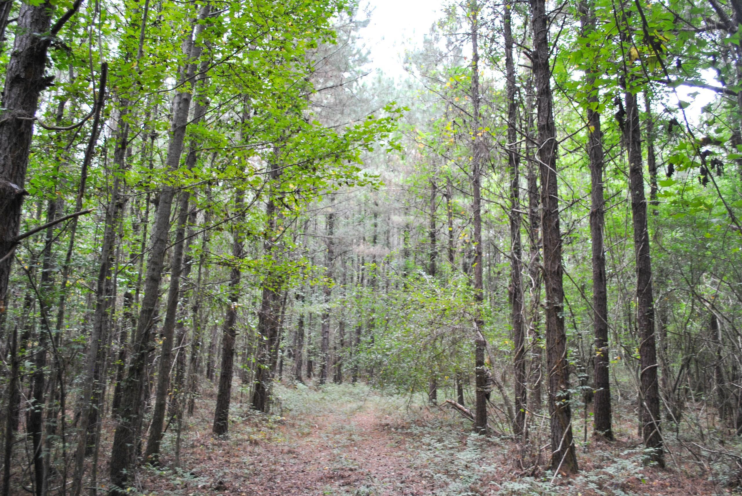 Davis Road, LotWP01, Lisman, AL 36912 LandWatch