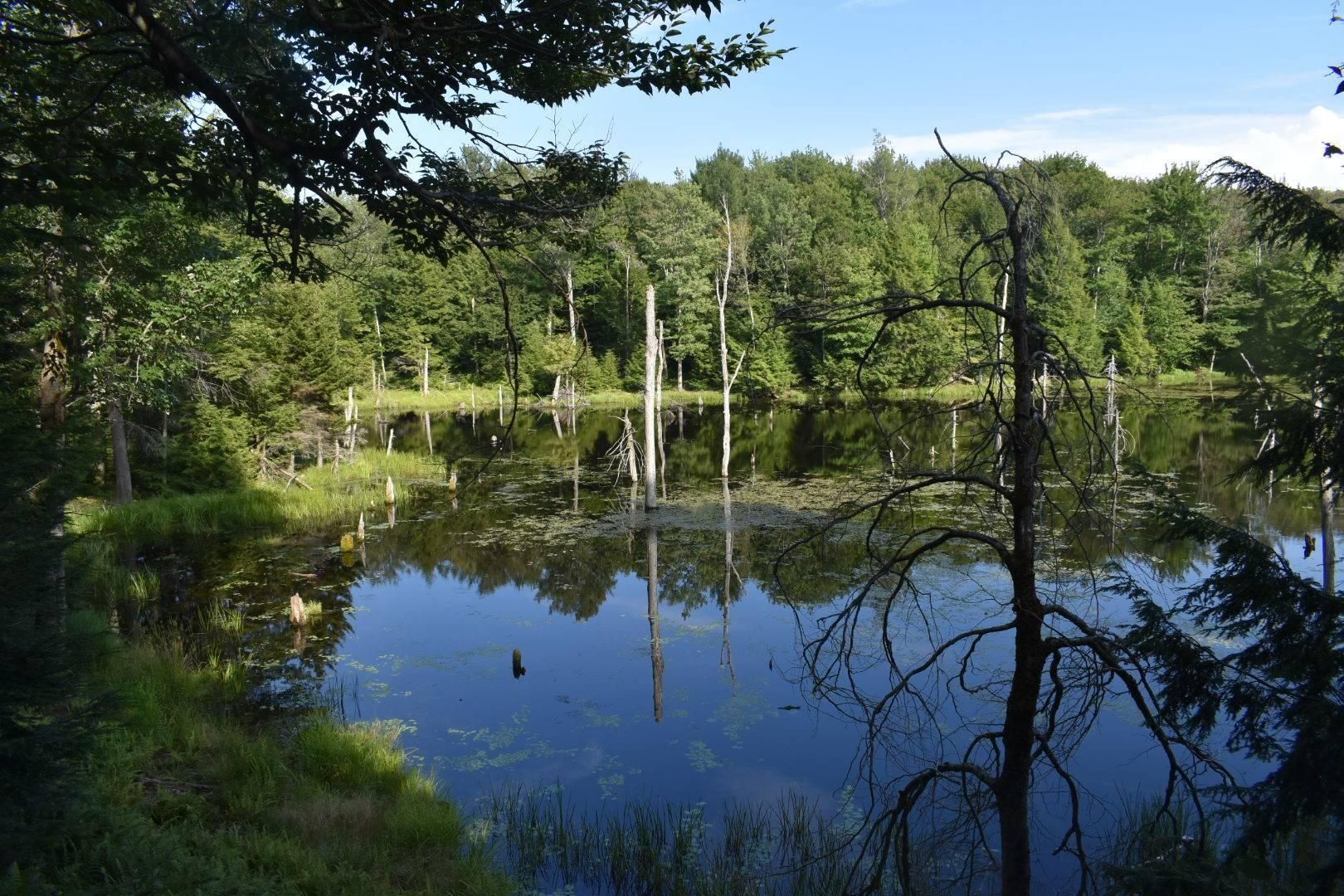 Lewis, Lewis County, NY Recreational Property, Hunting Property for sale Property ID 336046002