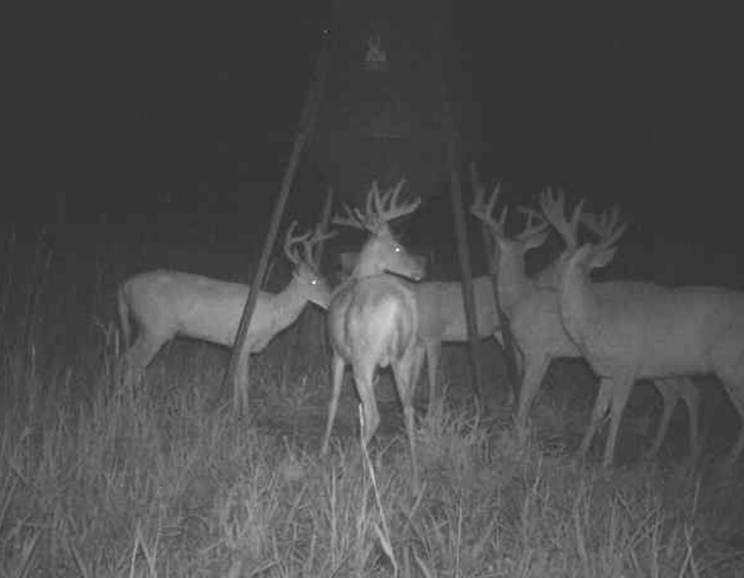 Coolidge, Thomas County, GA Recreational Property, Timberland Property