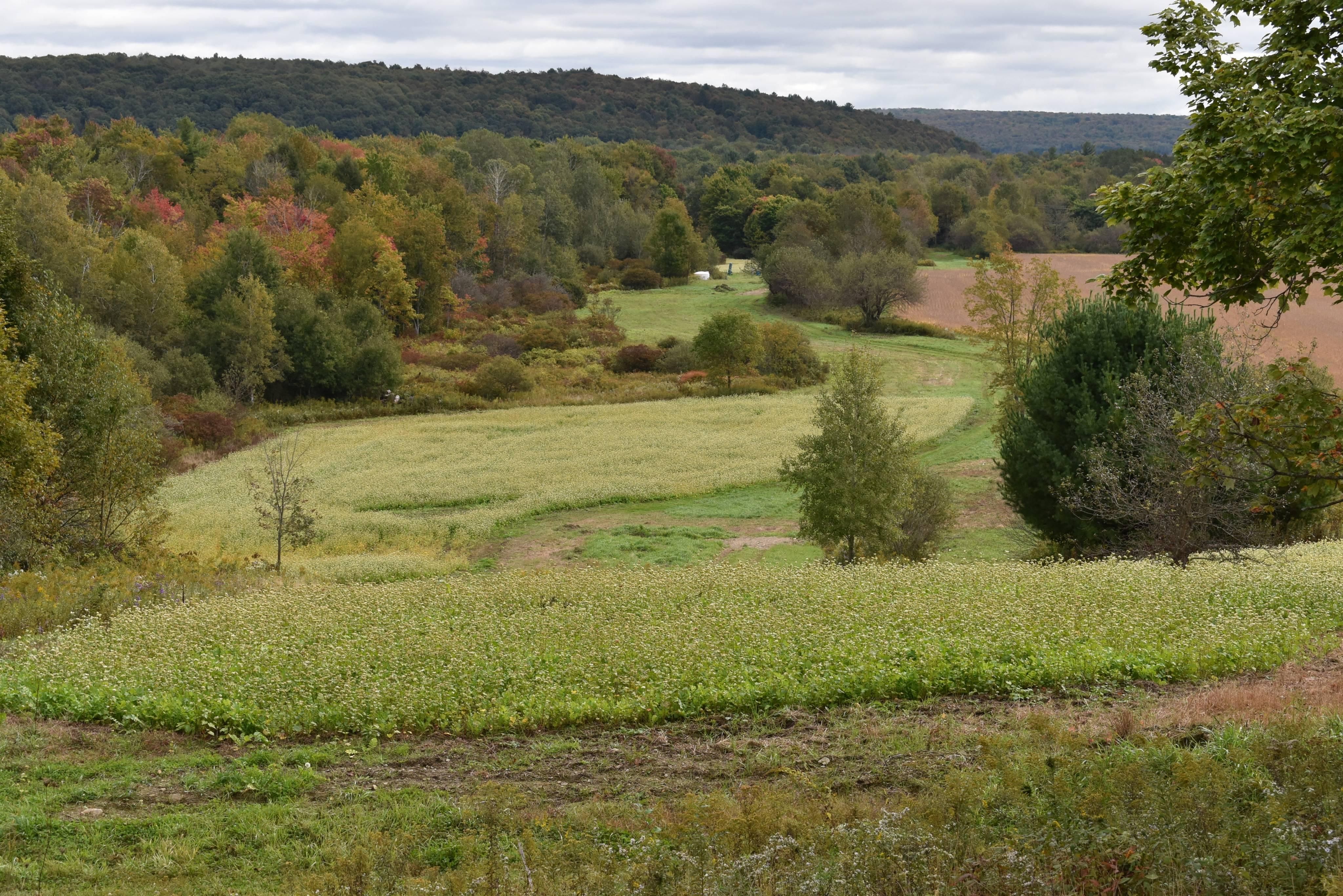 Stockton, Chautauqua County, NY Recreational Property, Hunting Property for sale Property ID