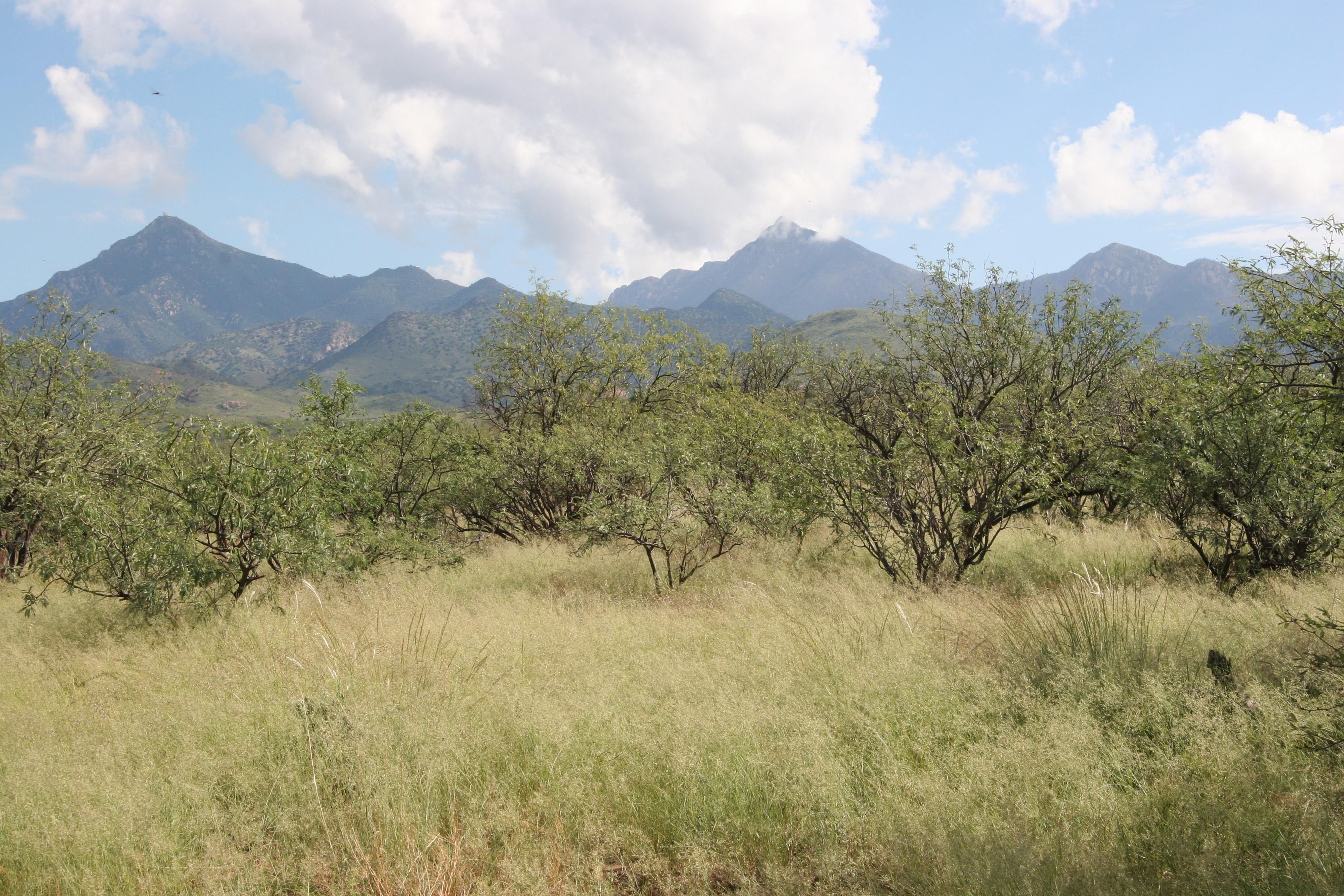 40 acres in Tubac, AZ, 85646 LandWatch