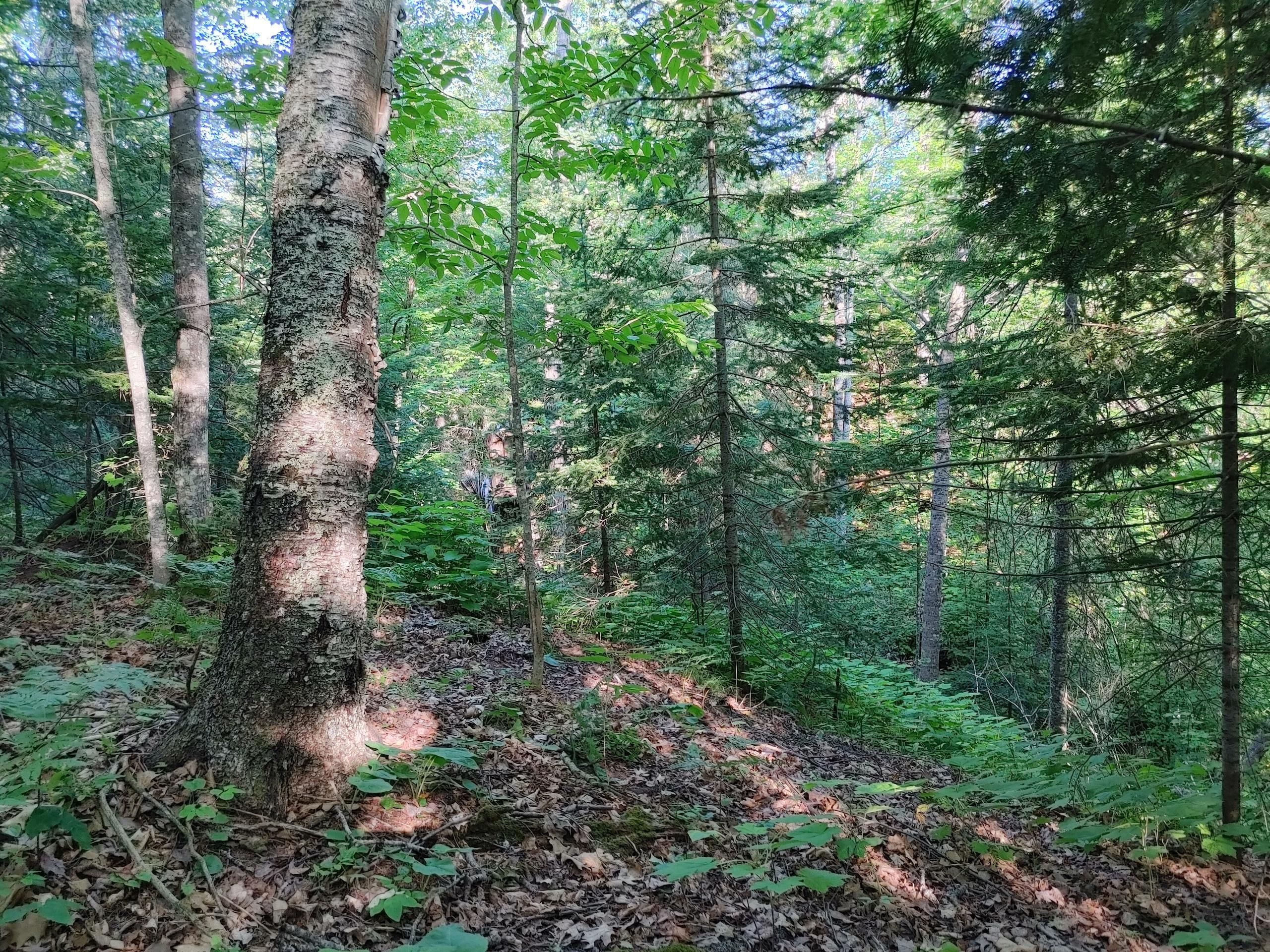 T 50 N R 7 W, Sec. 18, Port Wing, WI 54844 LandWatch