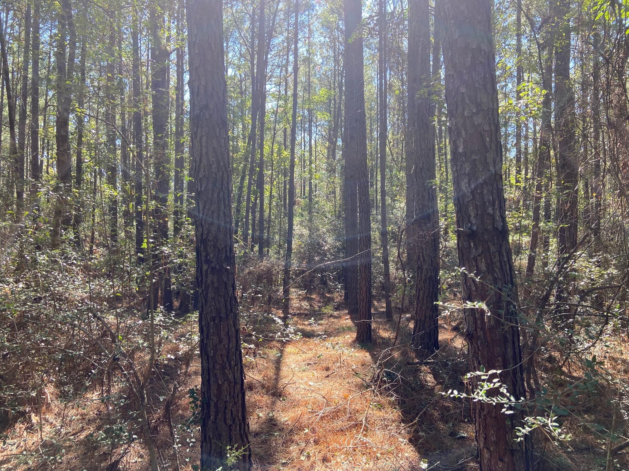 Kennard, Houston County, TX Recreational Property, Timberland Property