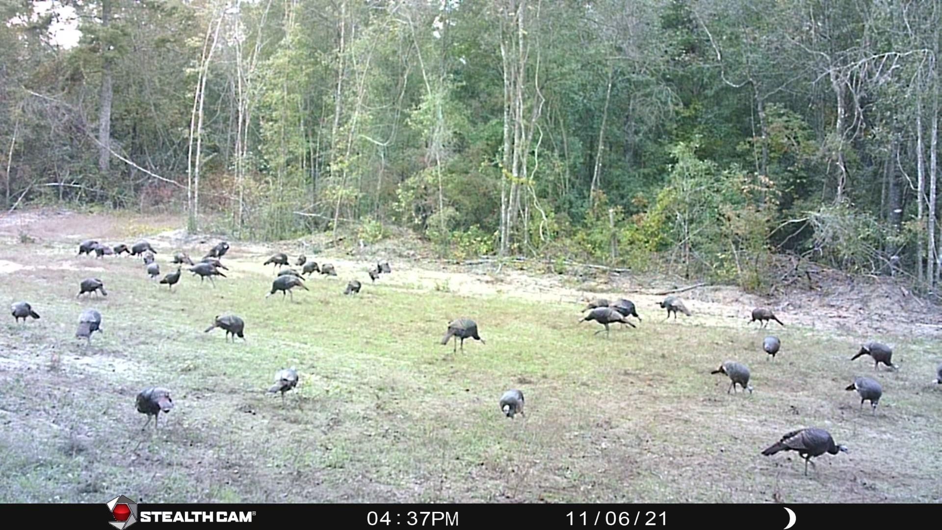 Cordele, Crisp County, GA Recreational Property, Timberland Property