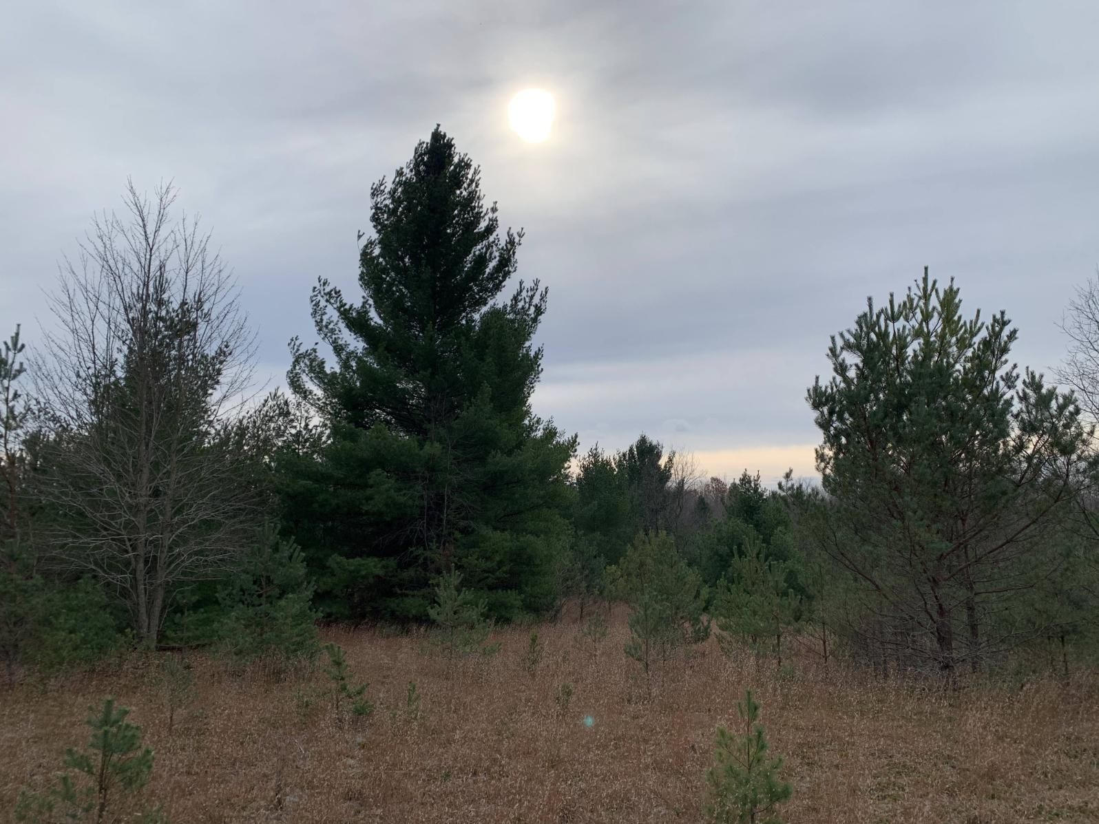 South Boardman, Kalkaska County, MI Recreational Property, Hunting