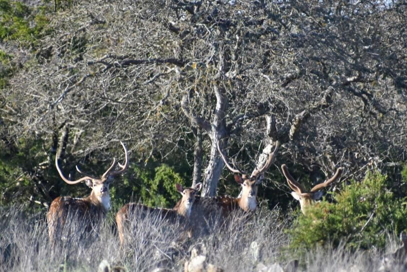 Menard, Schleicher County, TX Farms and Ranches, Recreational Property