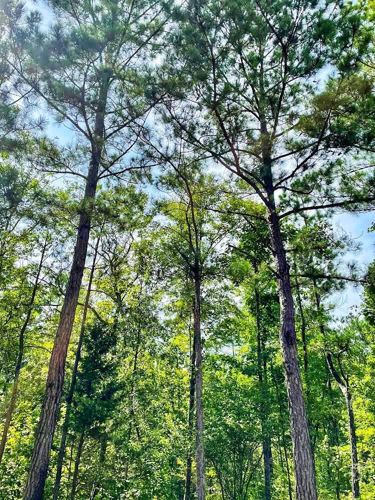 Smiths Station, Lee County, AL Recreational Property, Timberland Property, Hunting Property for