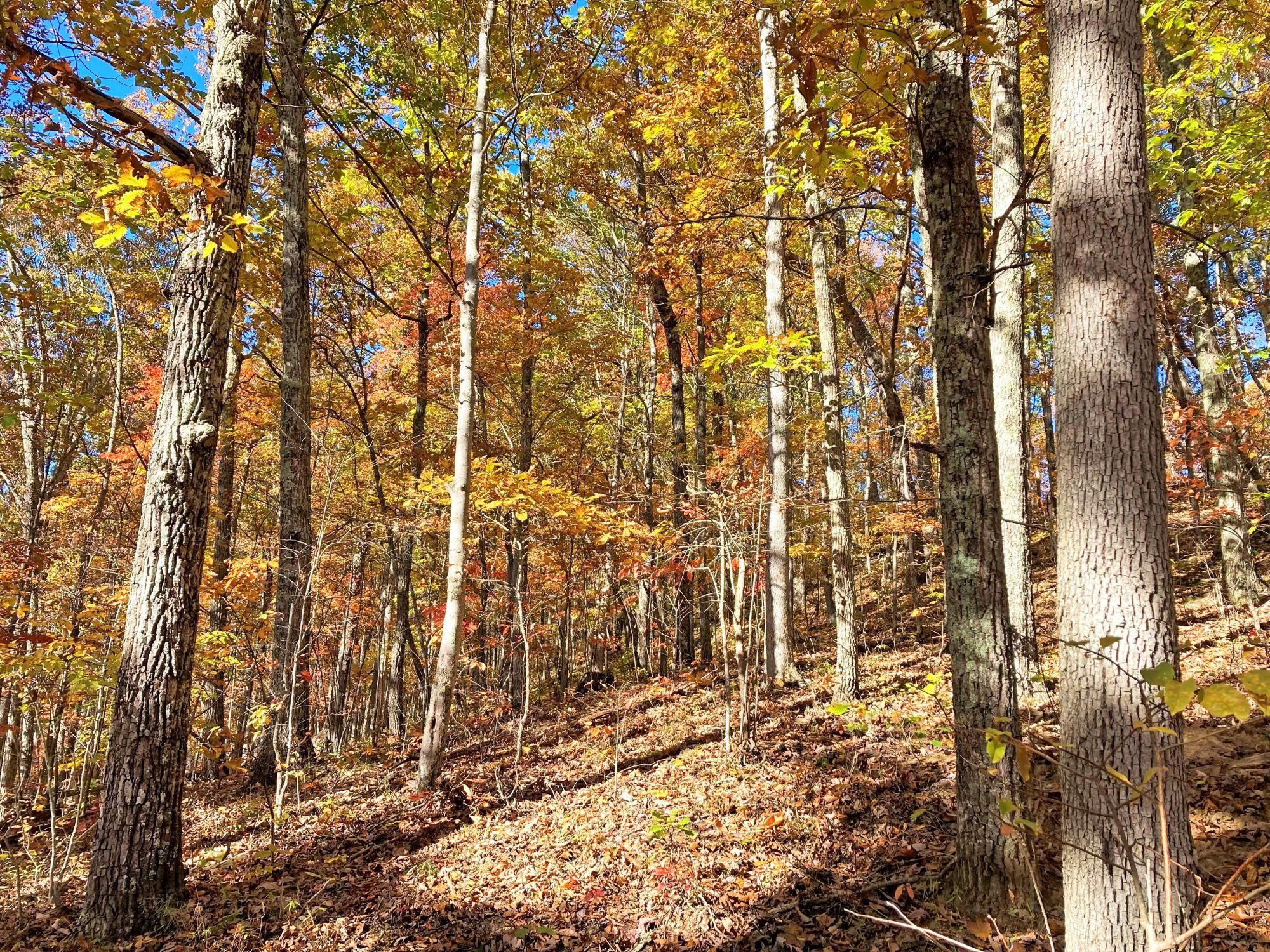 Looneyville, Roane County, WV Recreational Property, Undeveloped Land