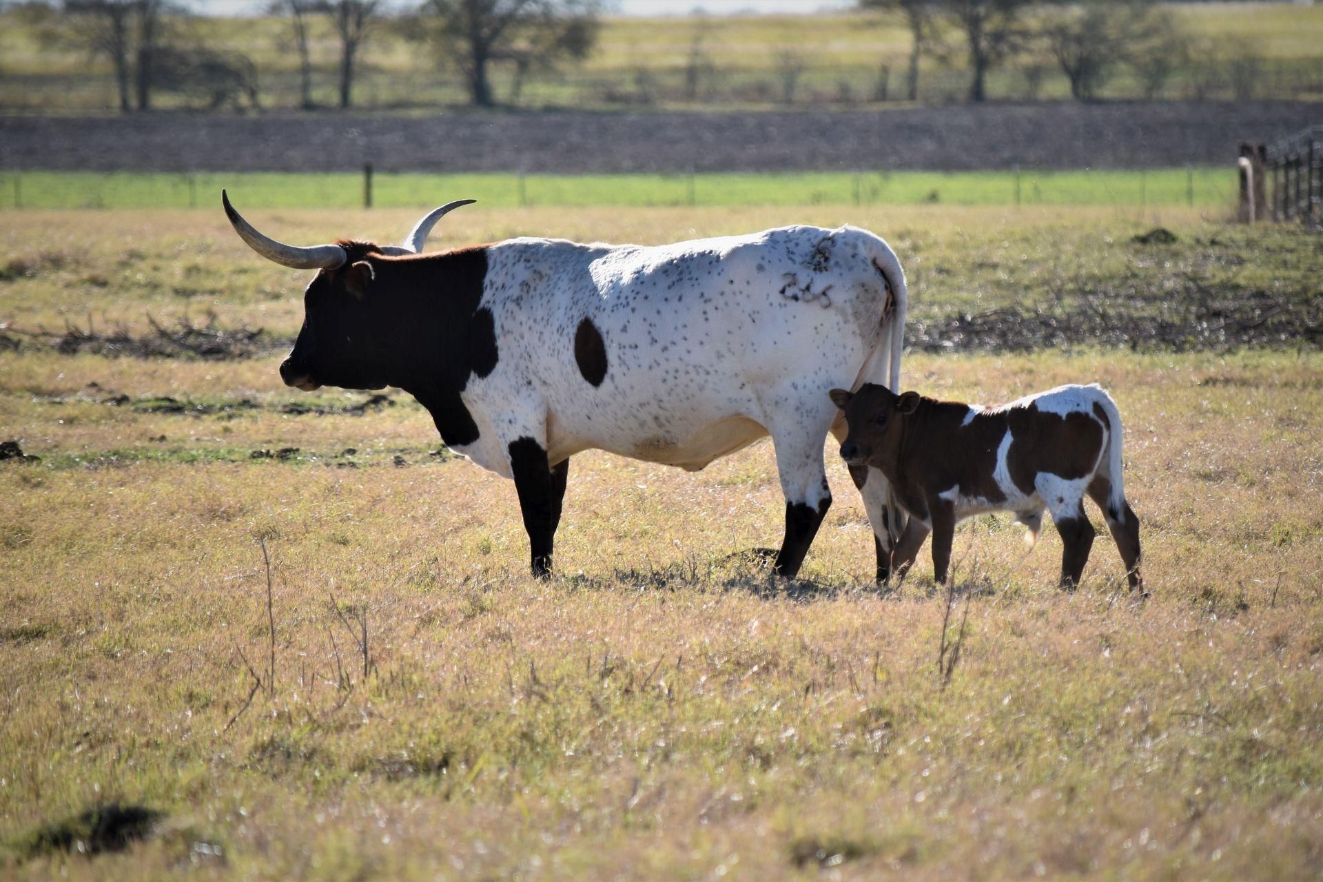 County Line Parkway, Mart, TX 76664 LandWatch