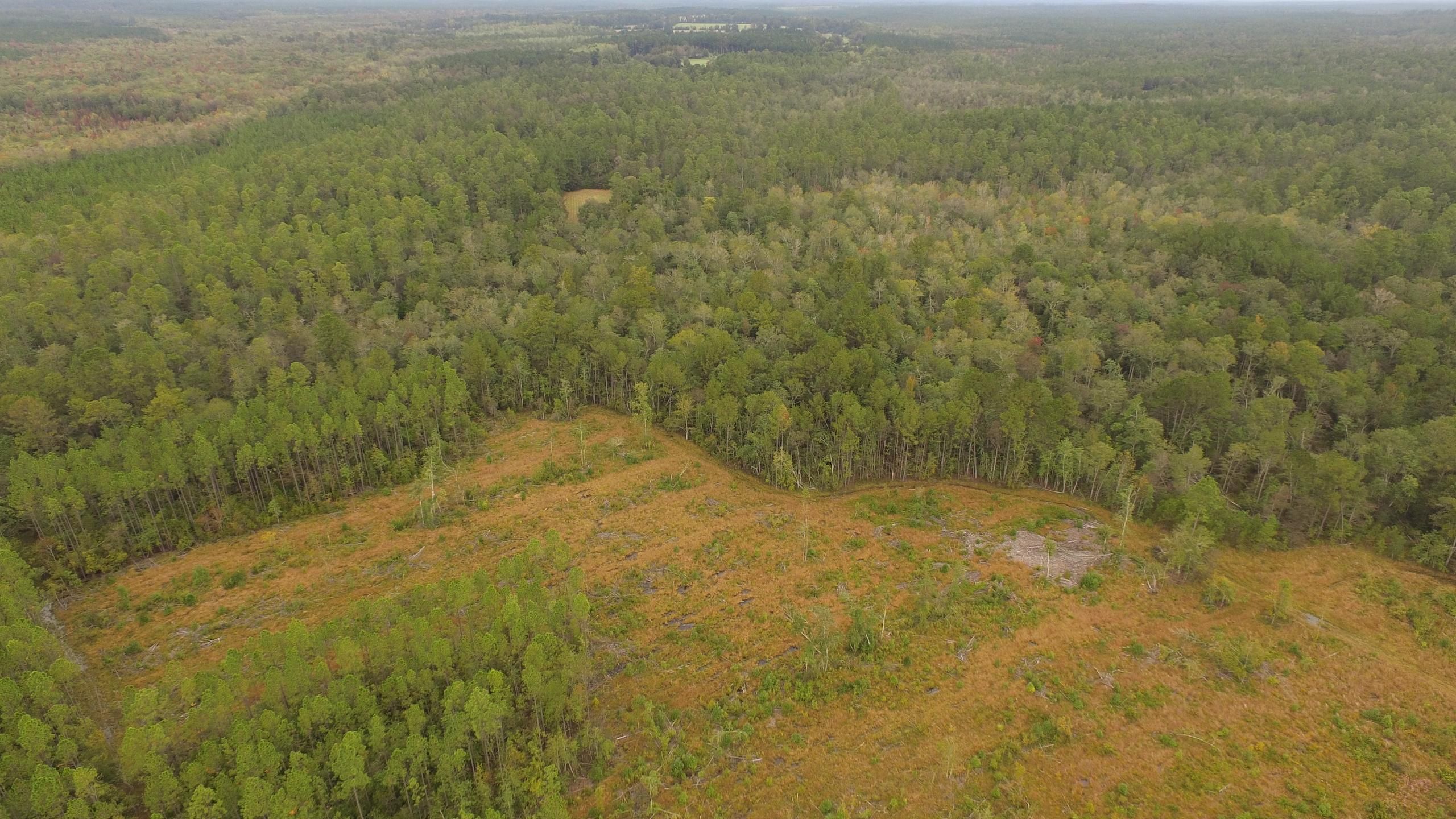 Fruitdale, Washington County, AL Recreational Property, Timberland Property, Hunting Property