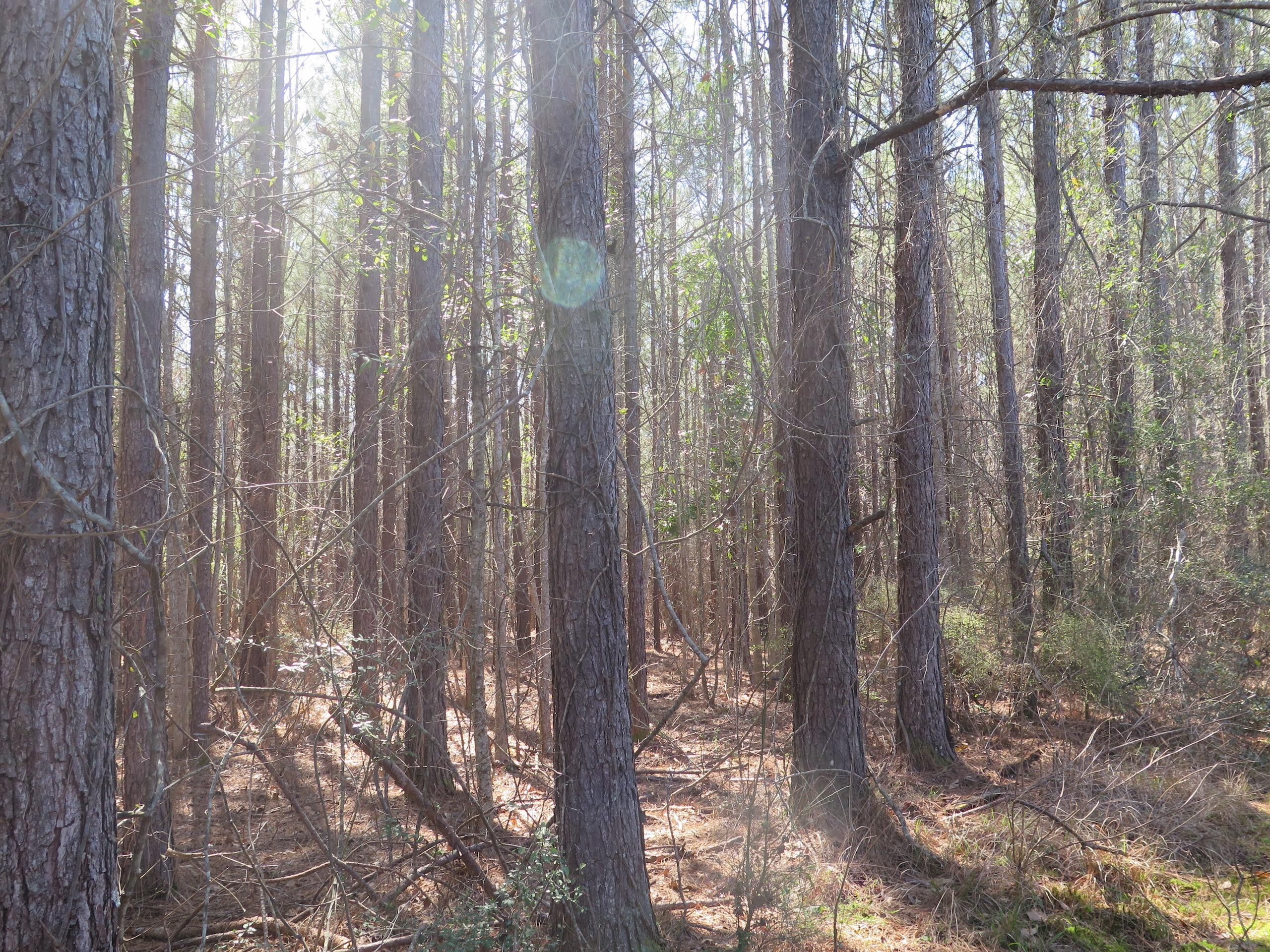 Laurel, Wayne County, MS Recreational Property, Timberland Property