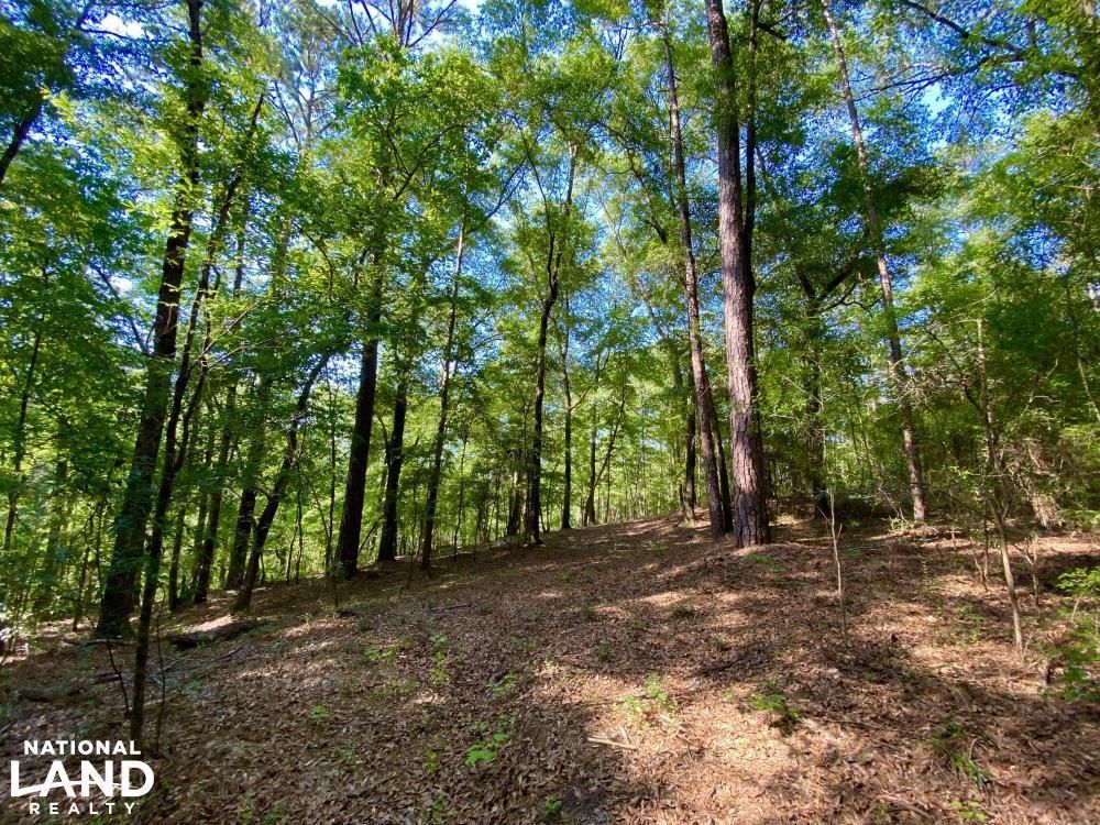 Abbeville, Henry County, AL Recreational Property, Undeveloped Land, Lakefront Property
