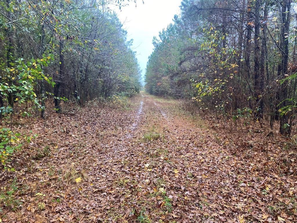 Heidelberg, Jasper County, MS Recreational Property, Timberland