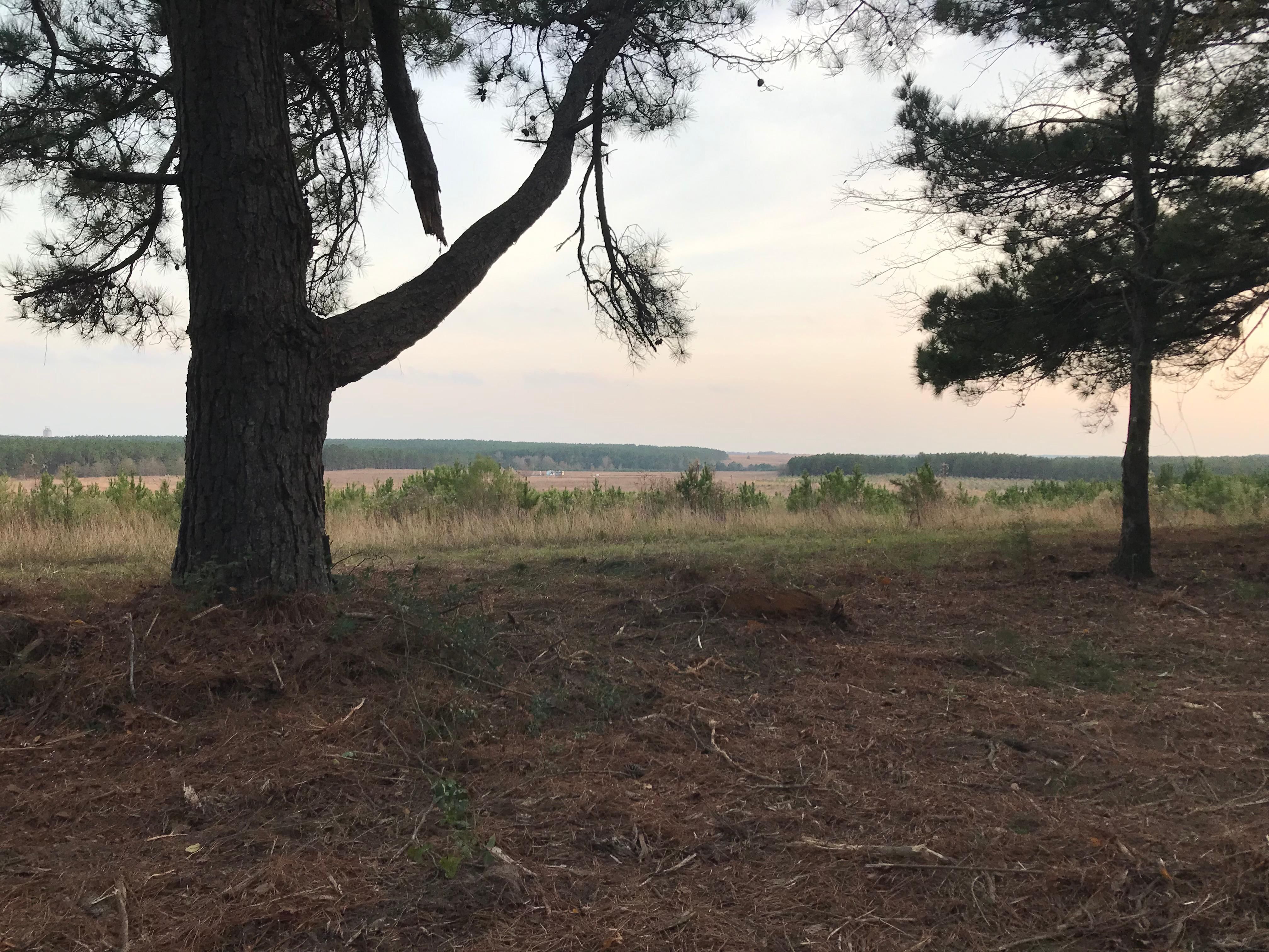 Hallsville, Harrison County, TX Farms and Ranches, Horse Property for