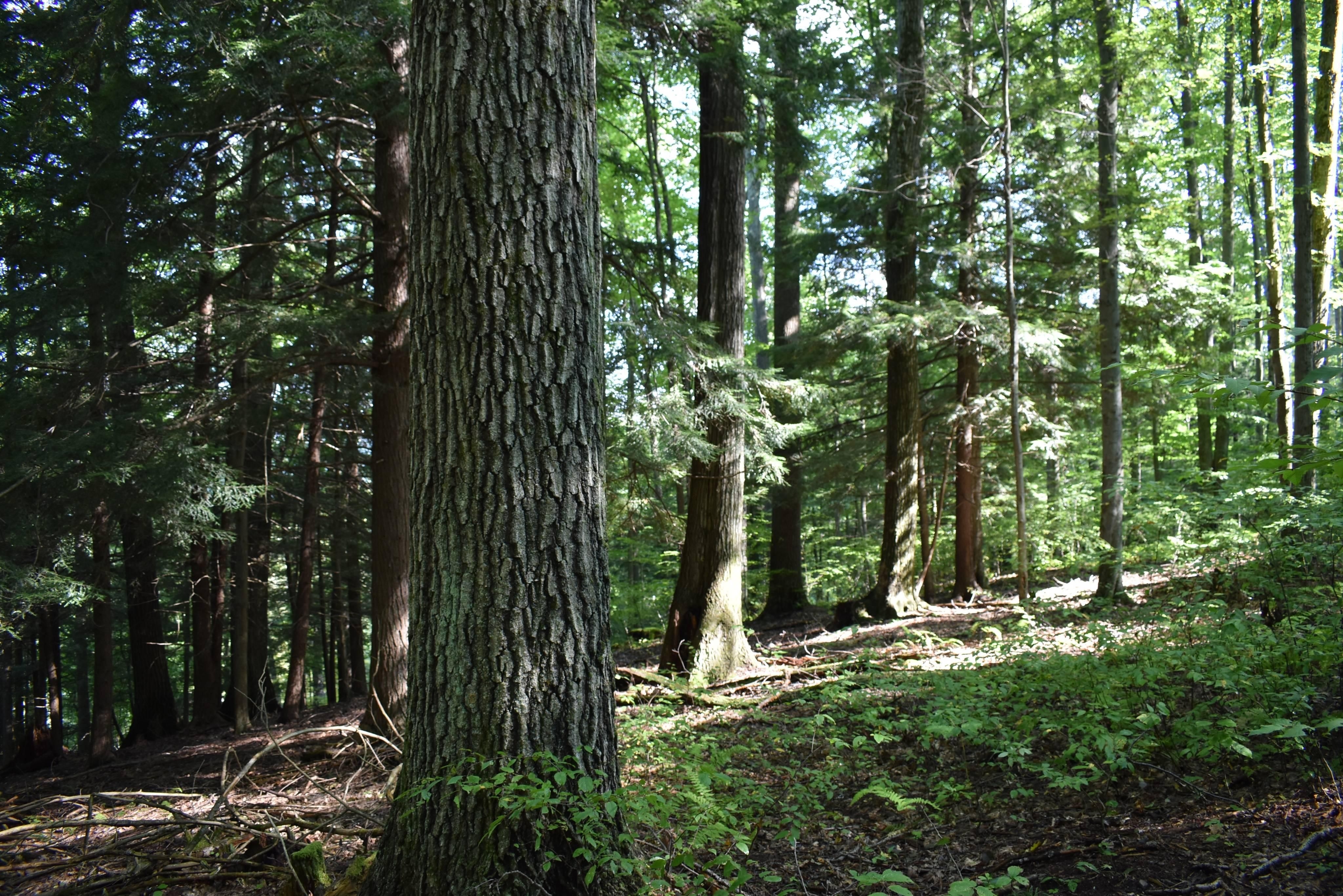 Weedville, Elk County, PA Recreational Property, Hunting Property for