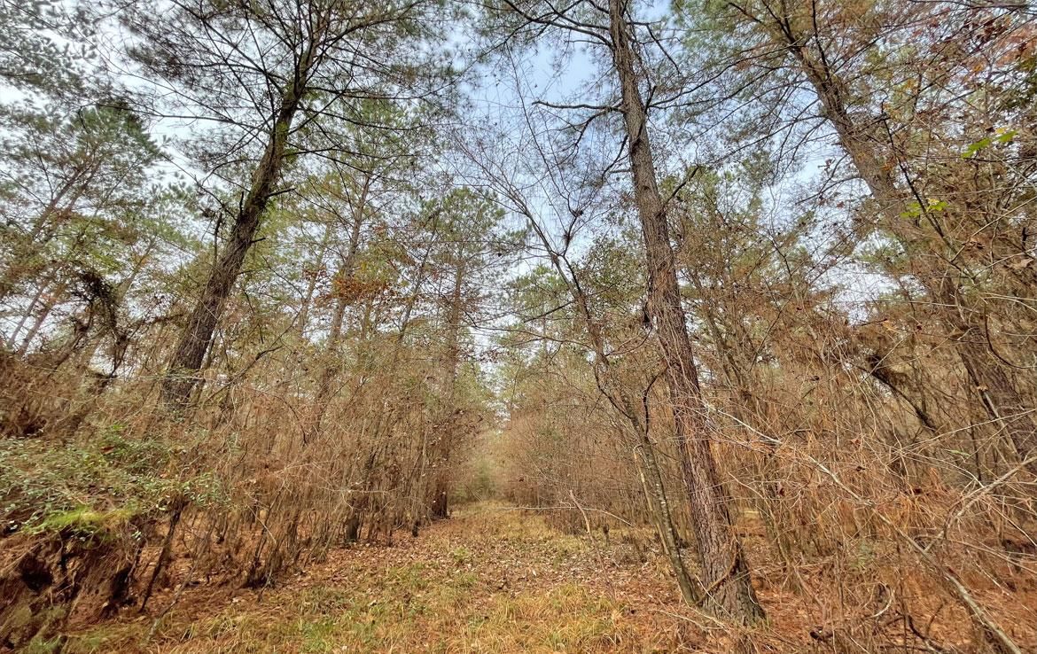 Dozier, Crenshaw County, AL Recreational Property, Timberland Property