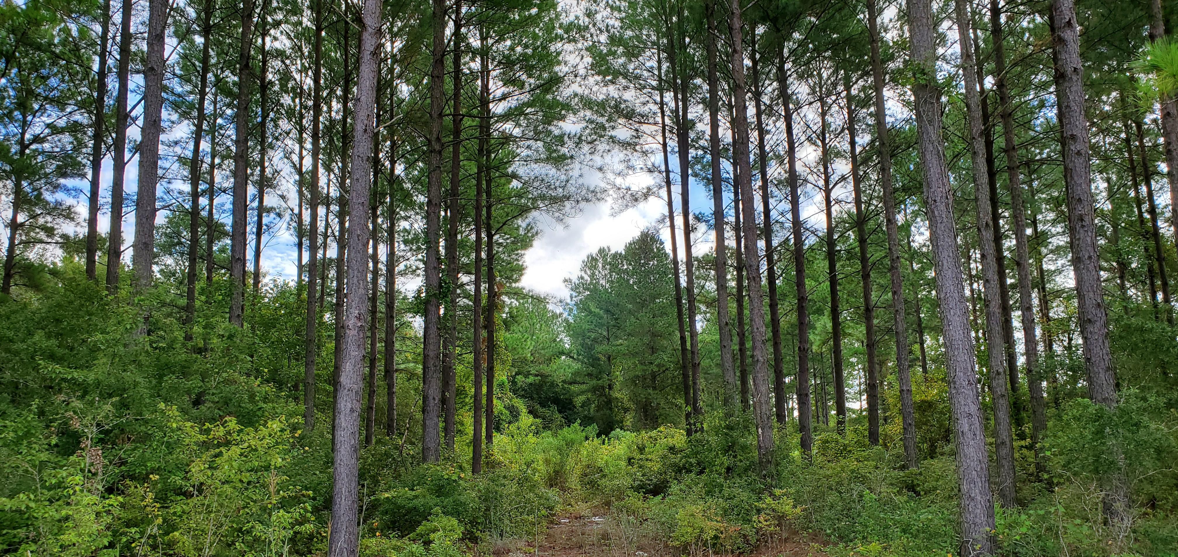 Waycross, Ware County, GA Recreational Property, Timberland Property