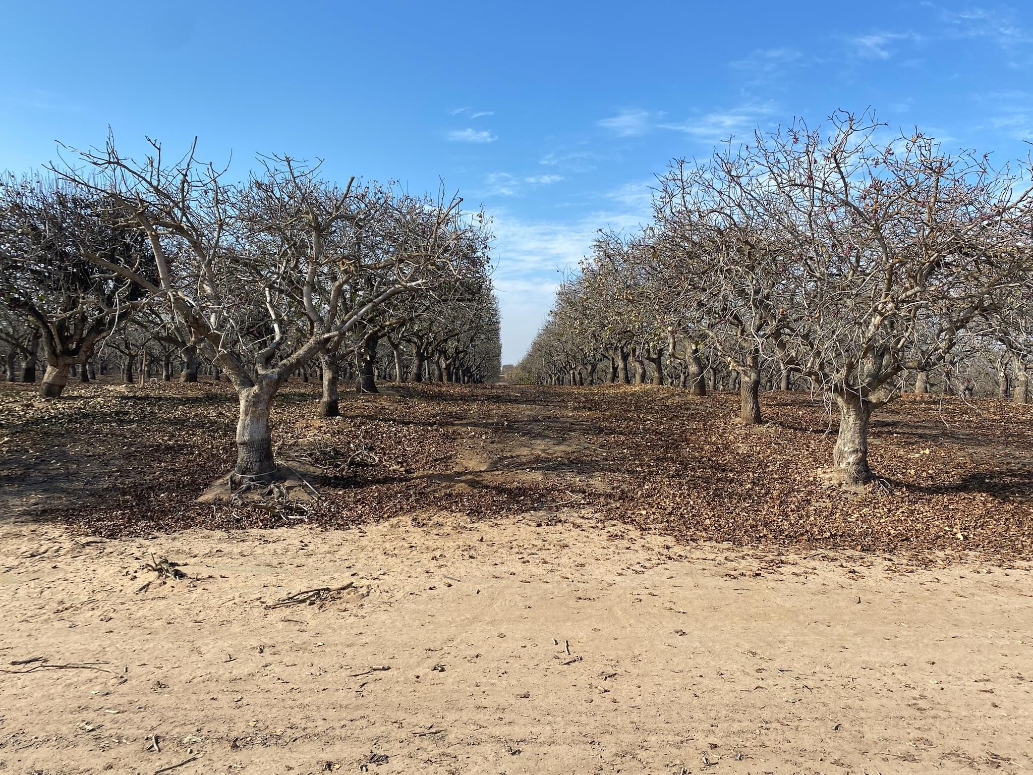 Madera, Madera County, CA Farms and Ranches for sale Property ID