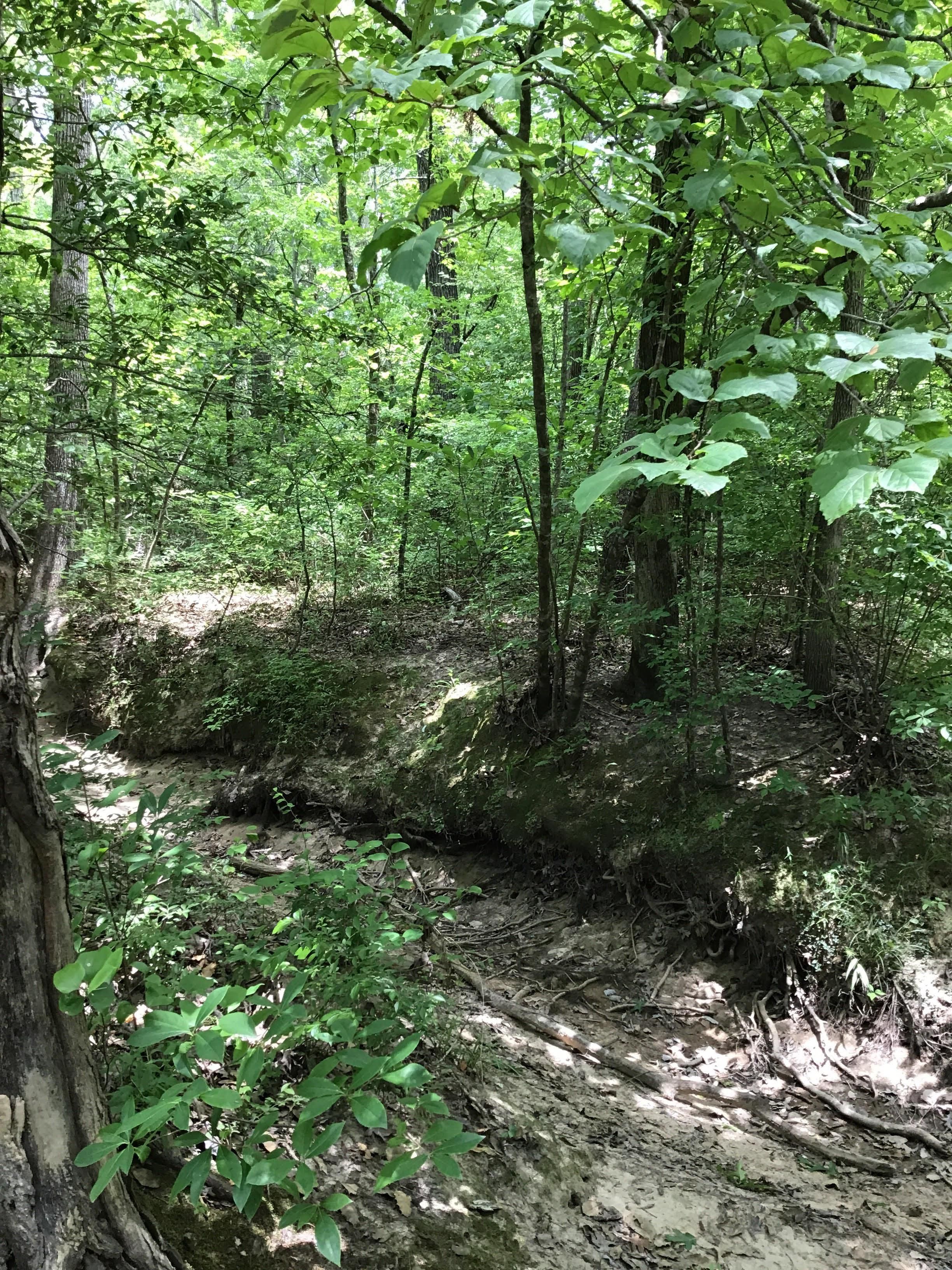 Sheridan, Grant County, AR Recreational Property, Timberland Property