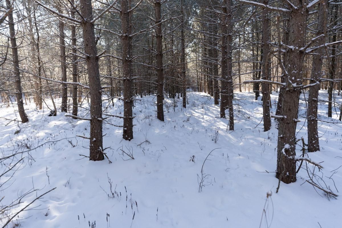 New Lisbon, Juneau County, WI Recreational Property, Timberland