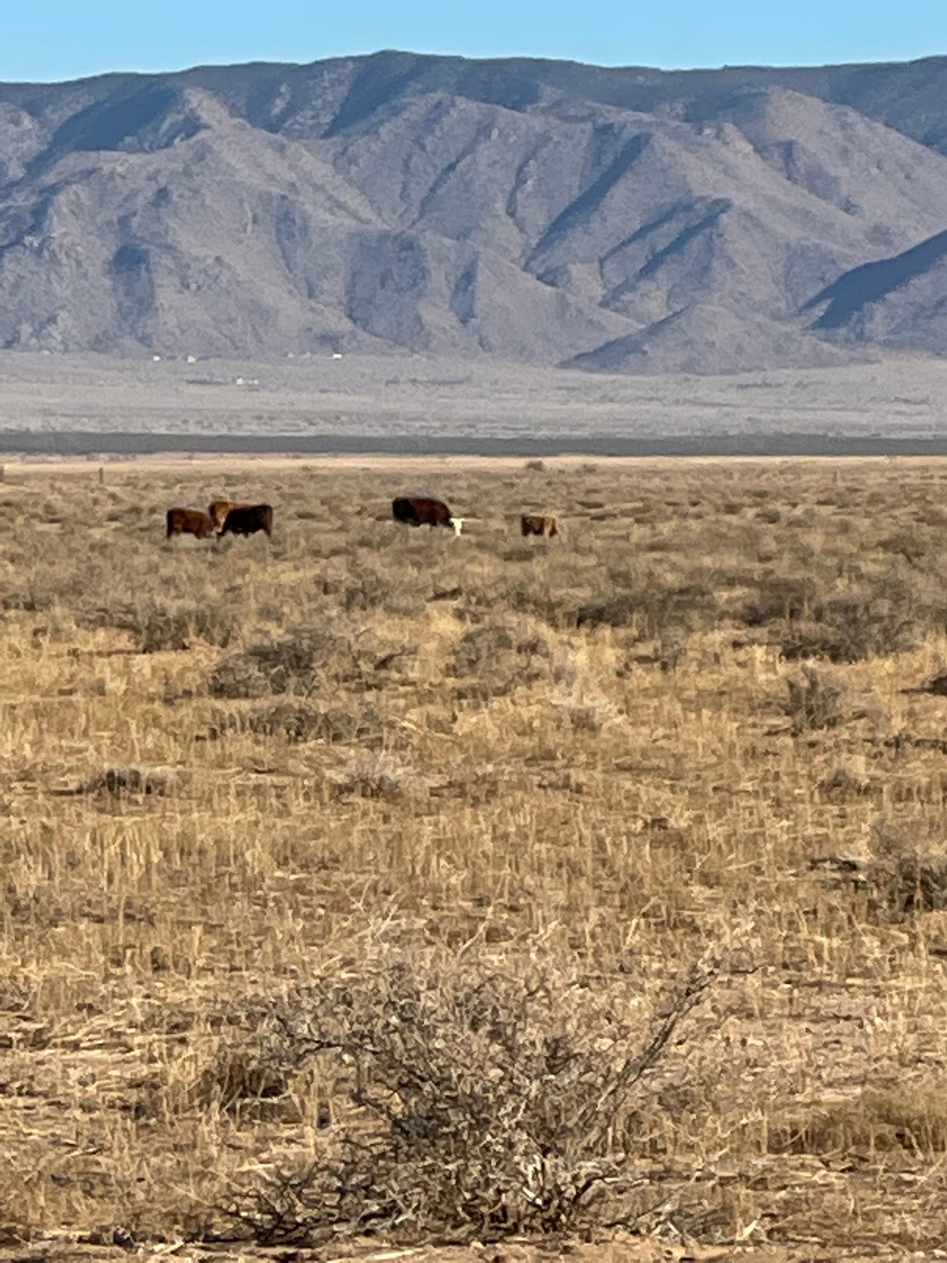 1.25 acres in Kingman, AZ, 86409 LandWatch