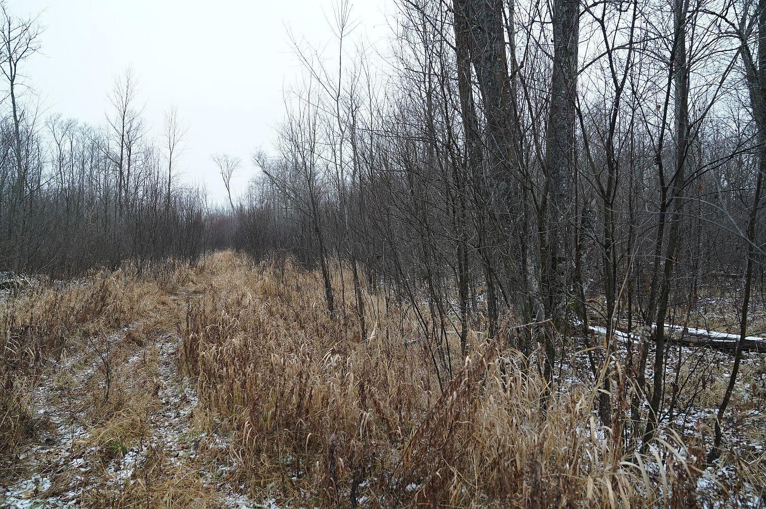 Ladysmith, Rusk County, WI Recreational Property, Timberland Property