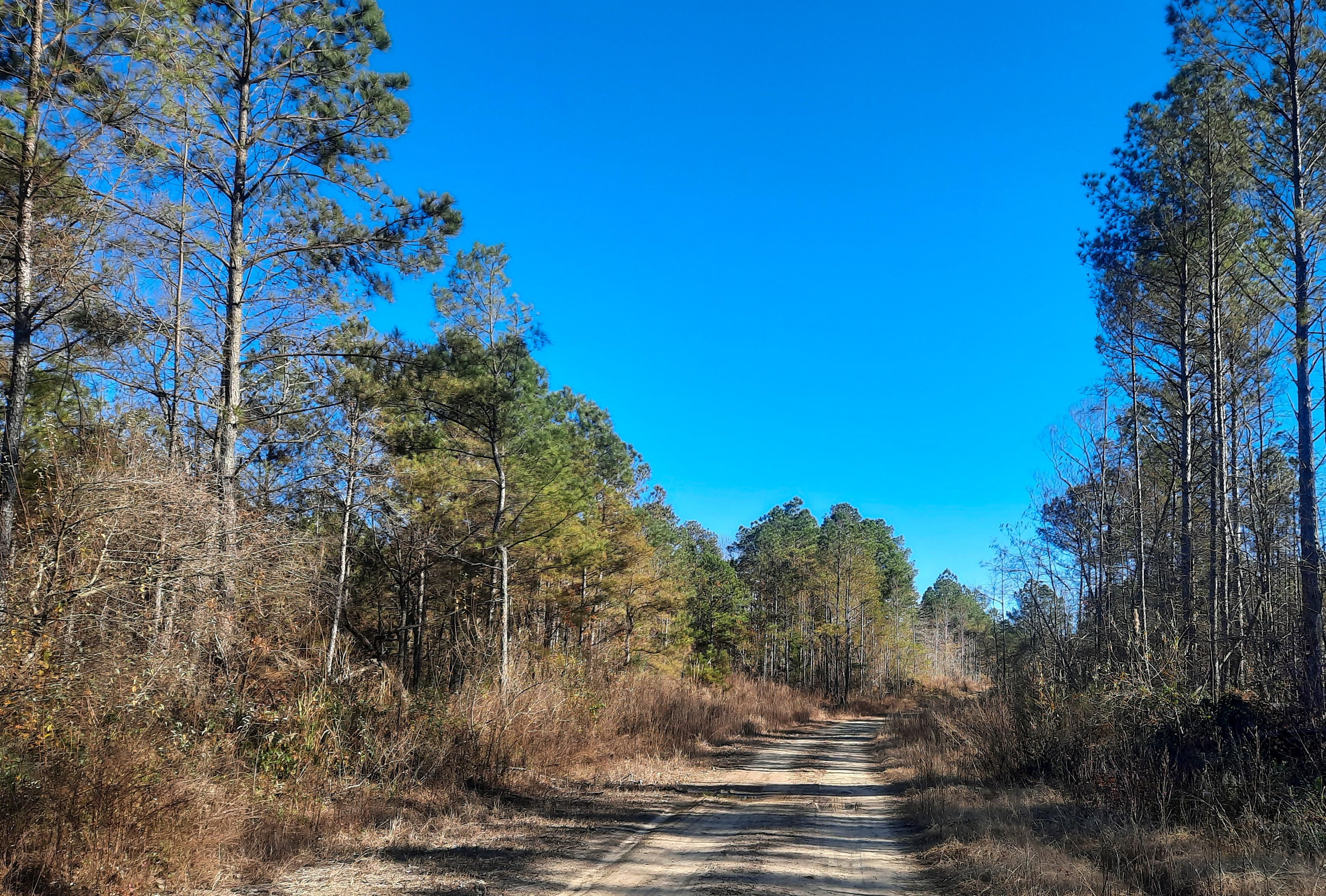 County Road 353, Lynn, AL 35575 MLS CRNEast LandWatch
