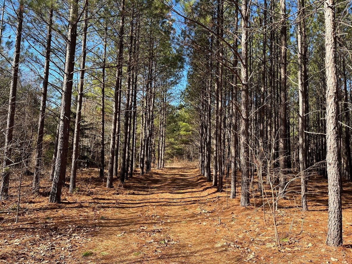 Drakes Branch, Charlotte County, VA Timberland Property, Undeveloped ...