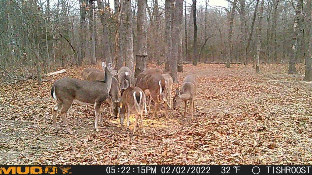 Tishomingo, Johnston County, OK Recreational Property, Undeveloped Land