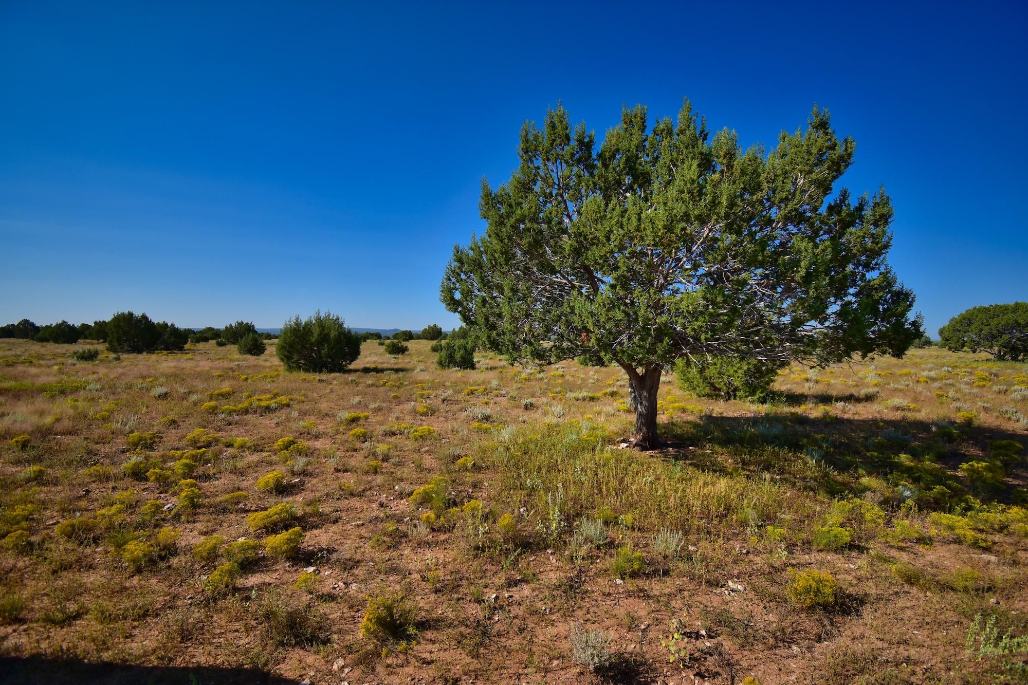 Ash Fork, Yavapai County, AZ Recreational Property, Undeveloped Land