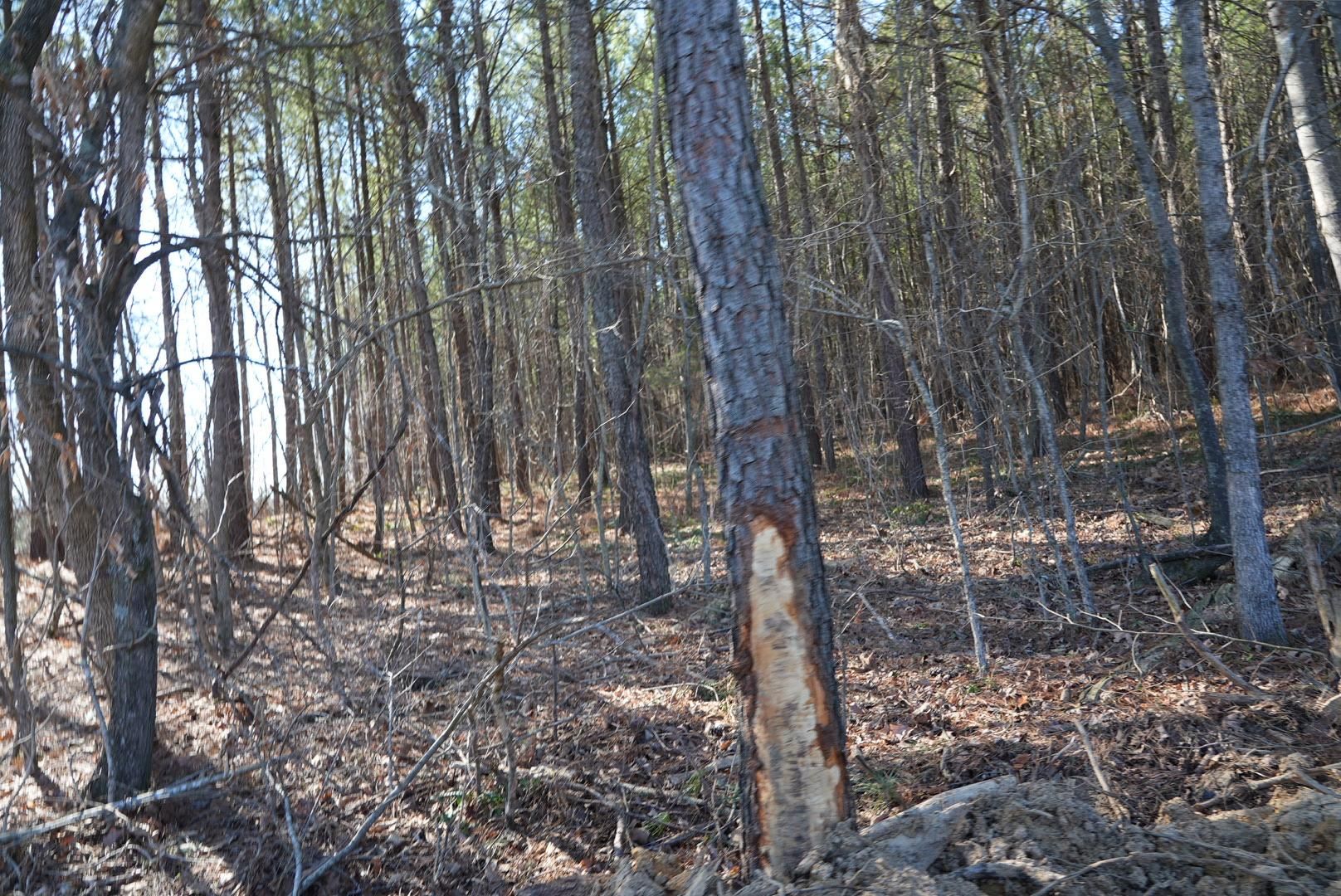 Burna, Livingston County, KY Recreational Property, Hunting Property