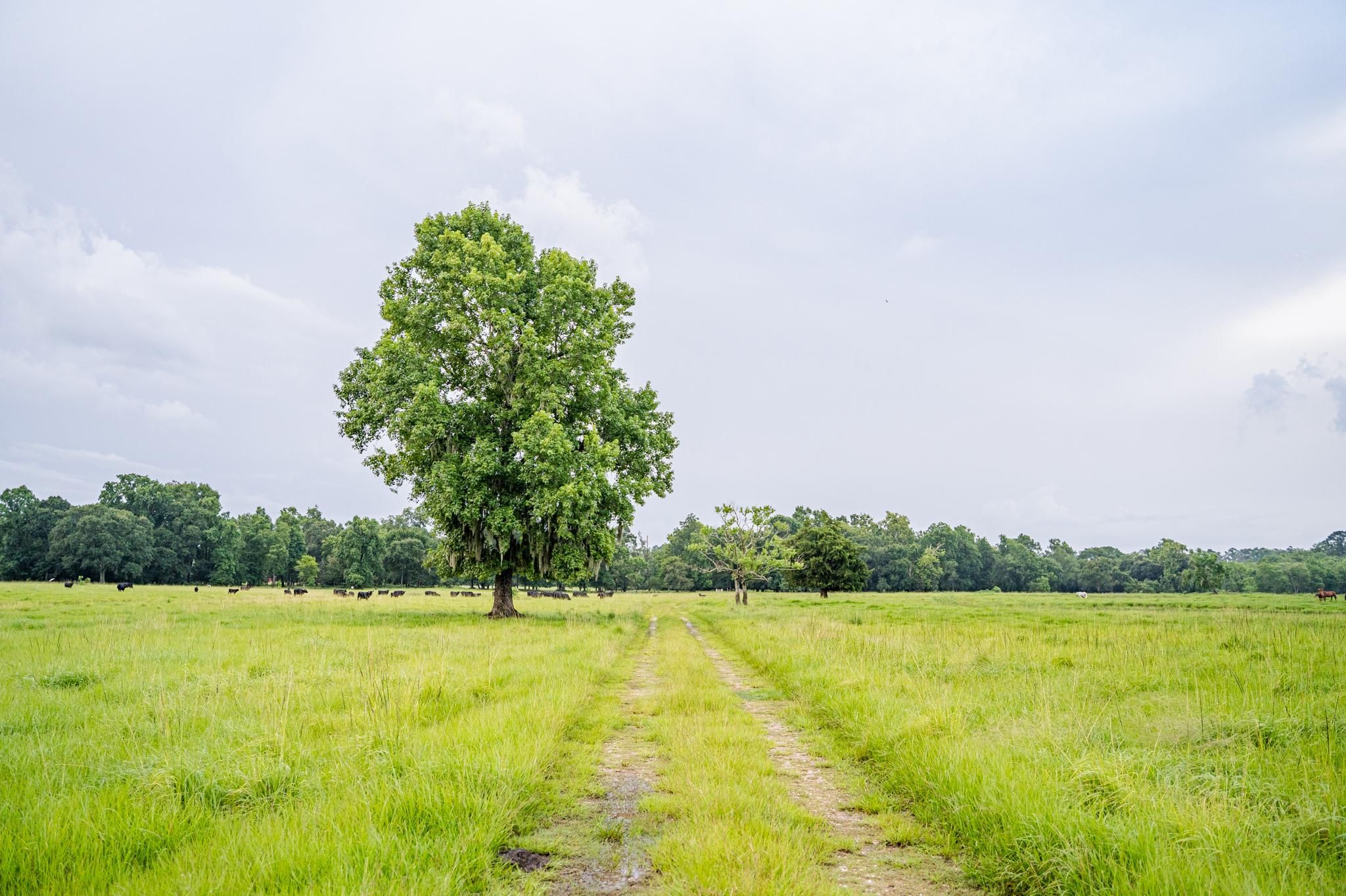 Hardin, Liberty County, TX Farms and Ranches, Recreational Property