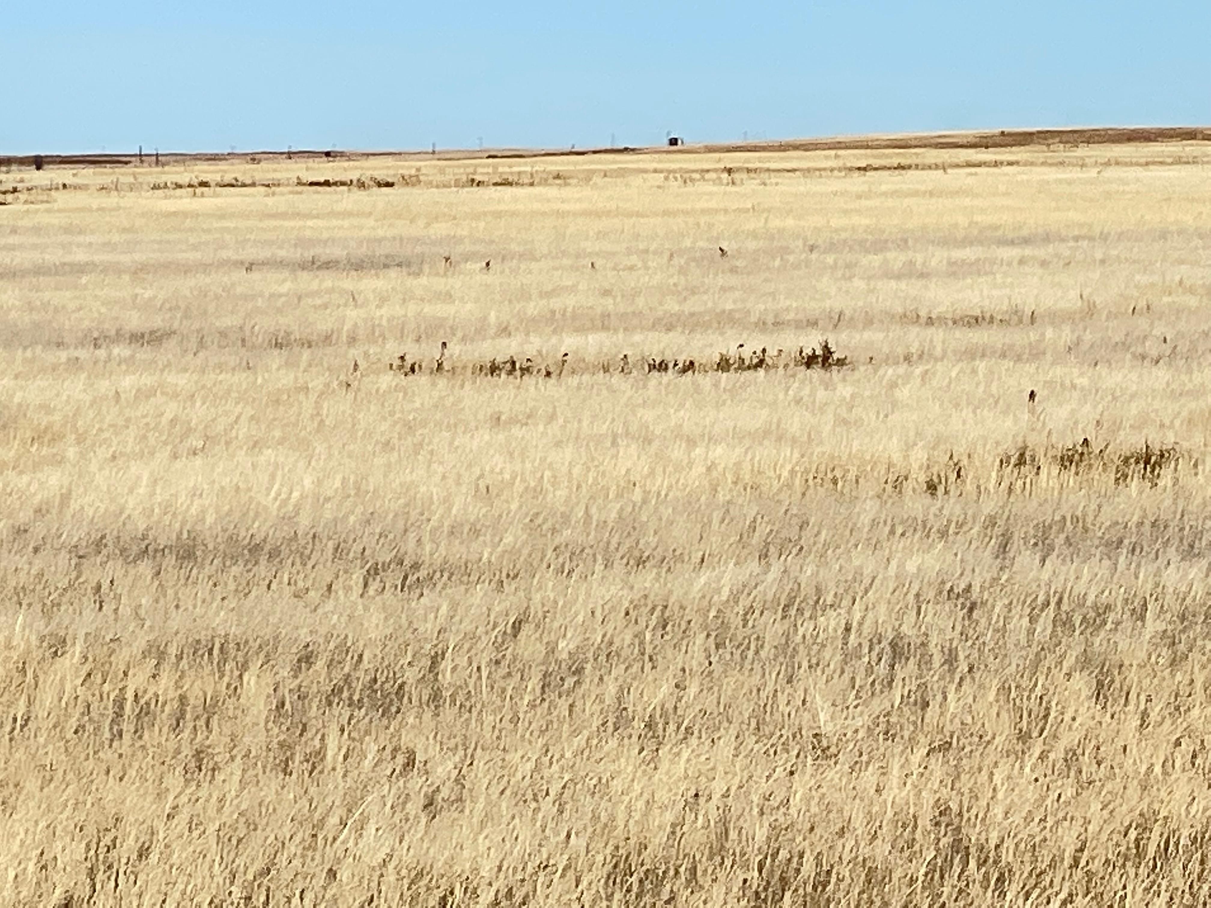 Arriba, Lincoln County, CO Farms and Ranches for sale Property ID