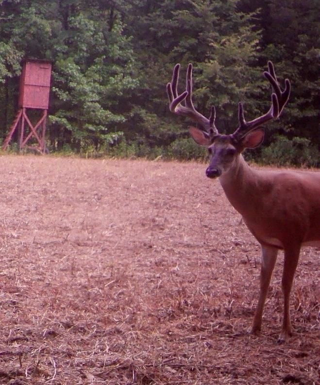 Jackson, Madison County, TN Recreational Property, Timberland Property
